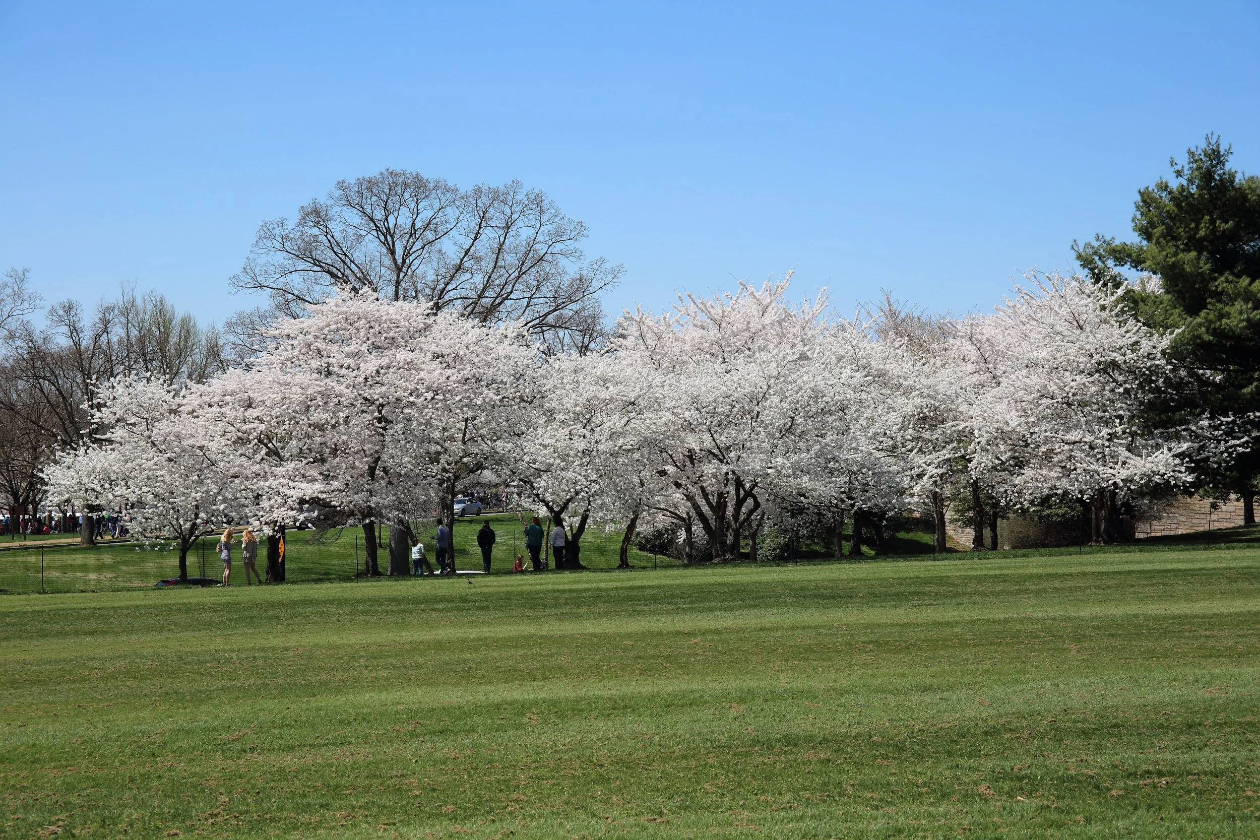 Cherry Blossom Festival163.jpeg