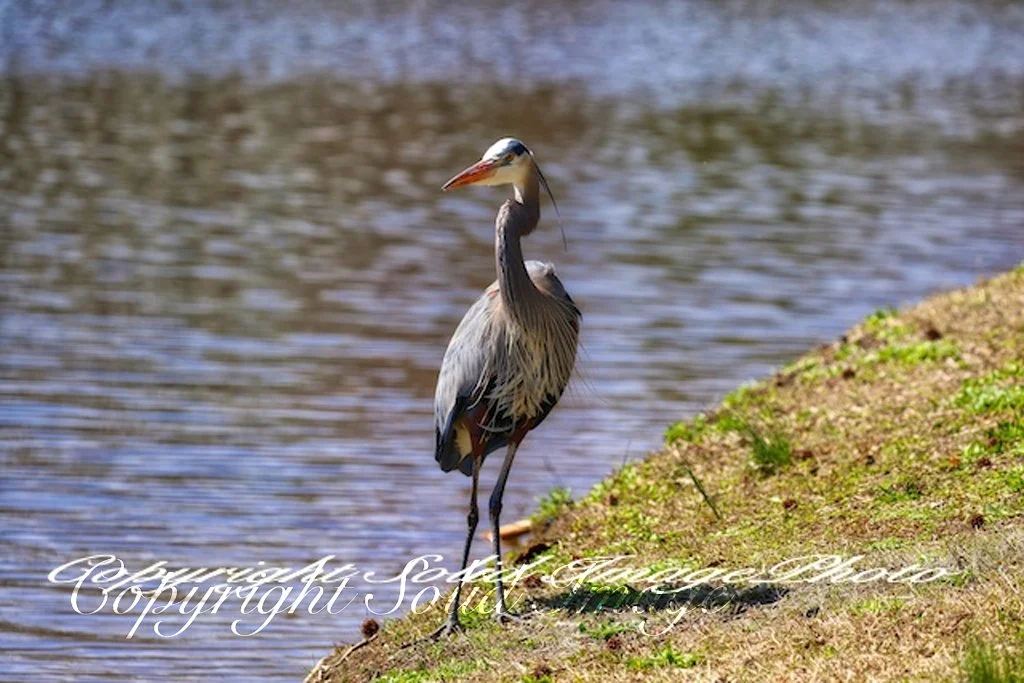 Blue Crane at Bowie lake.jpg