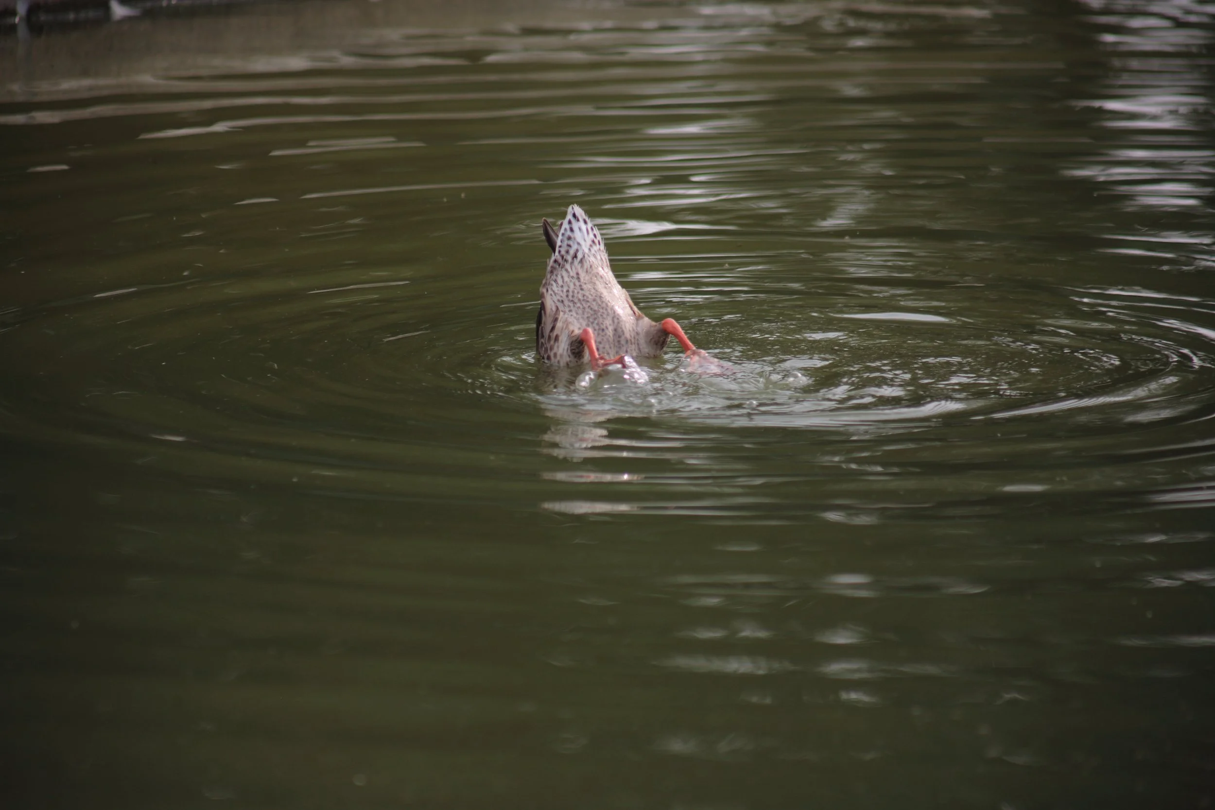 A duck with spotted feathers and pink legs diving into dark green water, creating ripples.