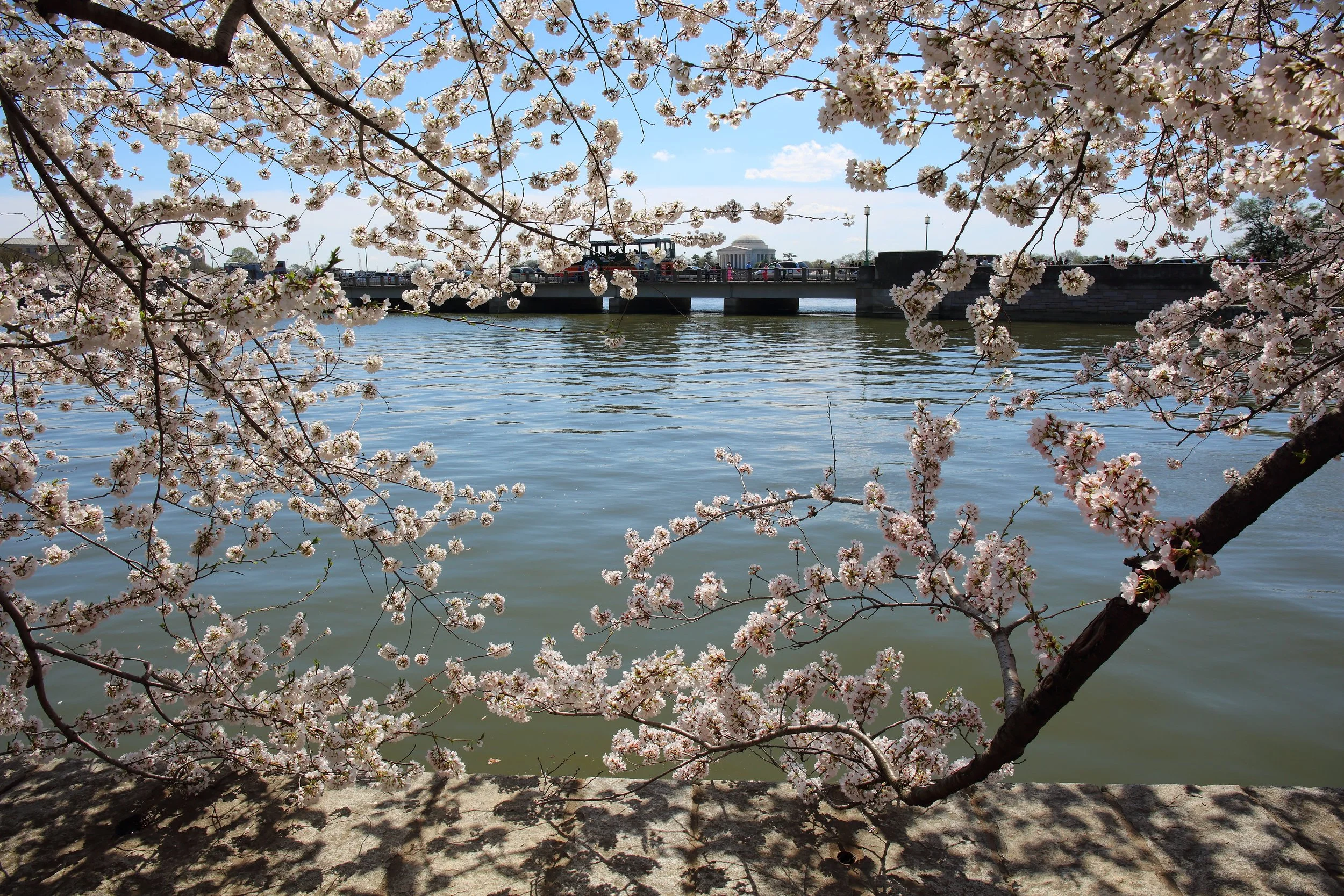 Cherry Blossom Festival059.jpeg