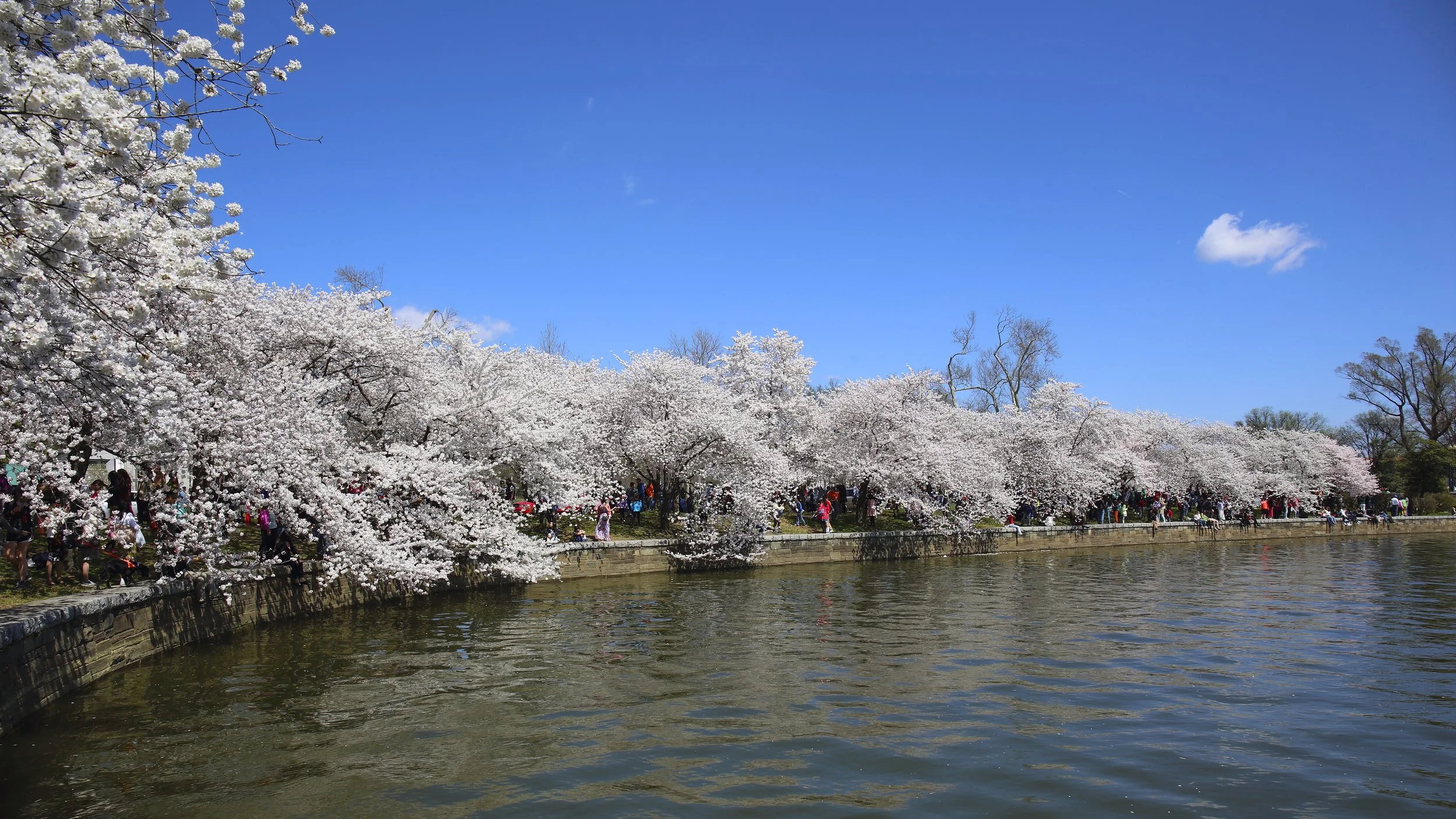 Cherry Blossom Festival073.jpeg