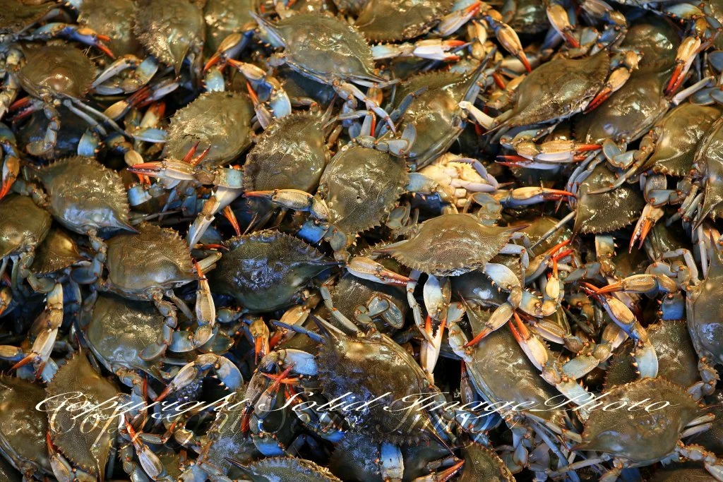 Crabs in a barrell.jpg