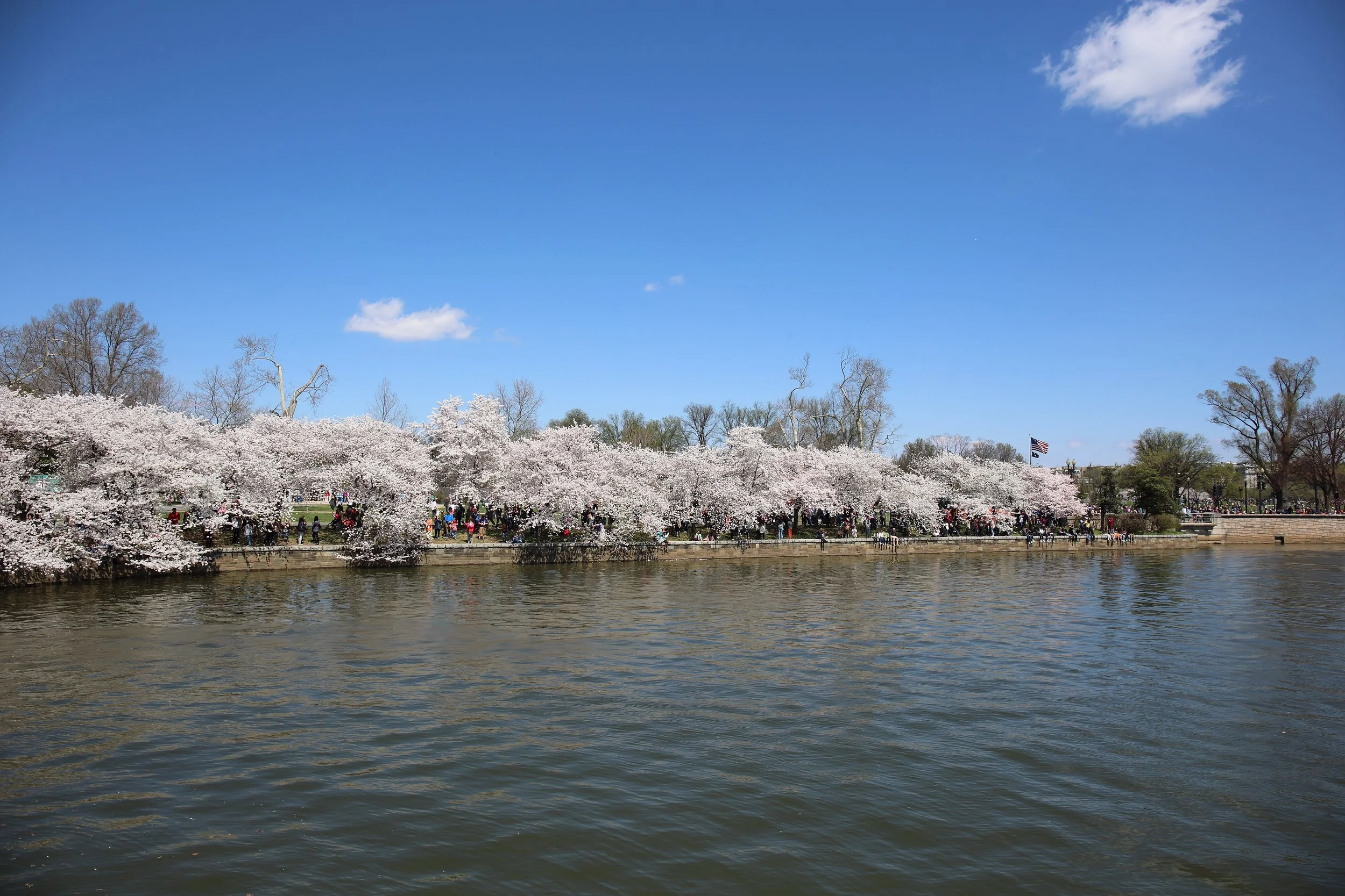Cherry Blossom Festival084.jpeg