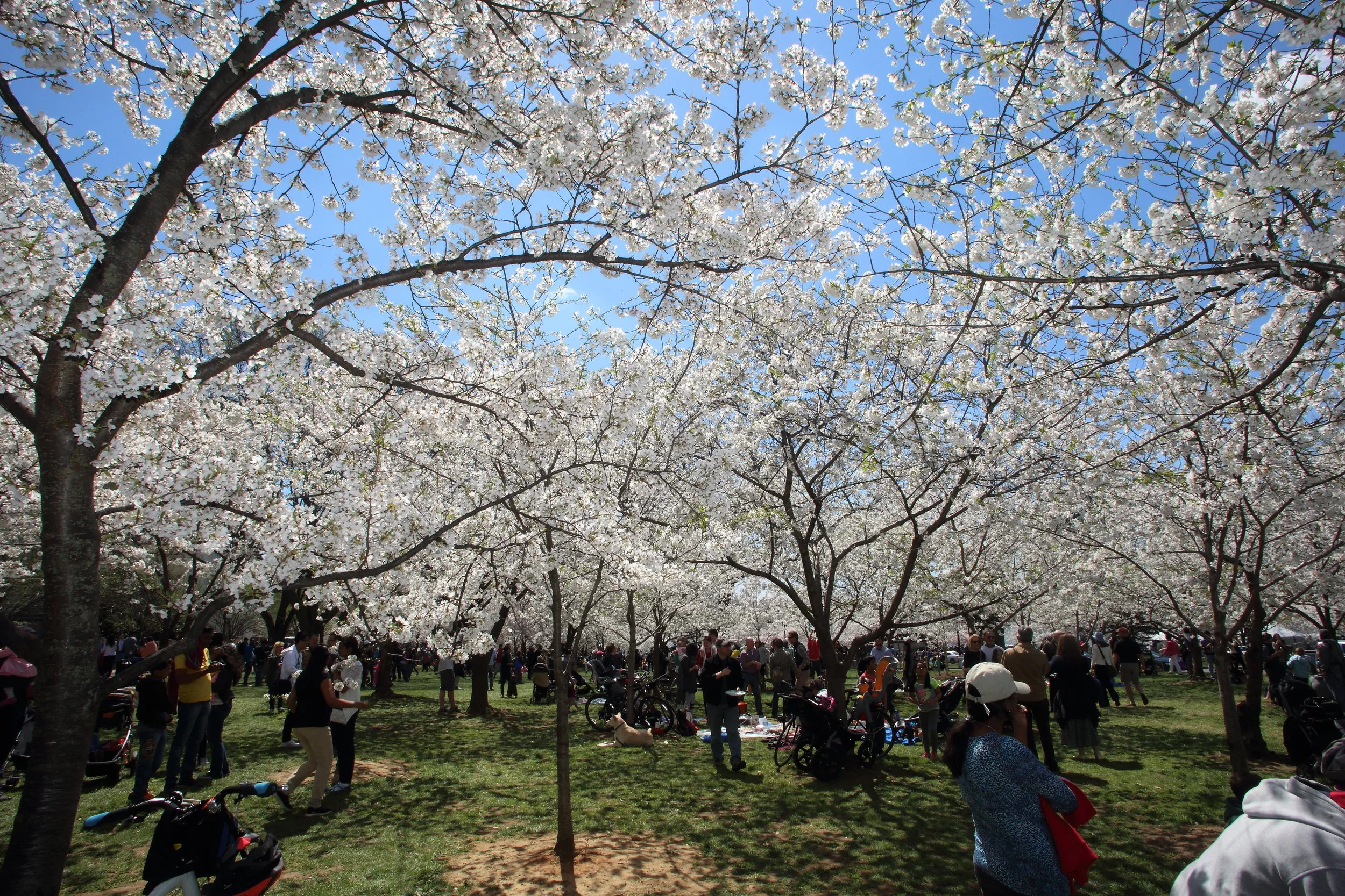 Cherry Blossom Festival145.jpeg