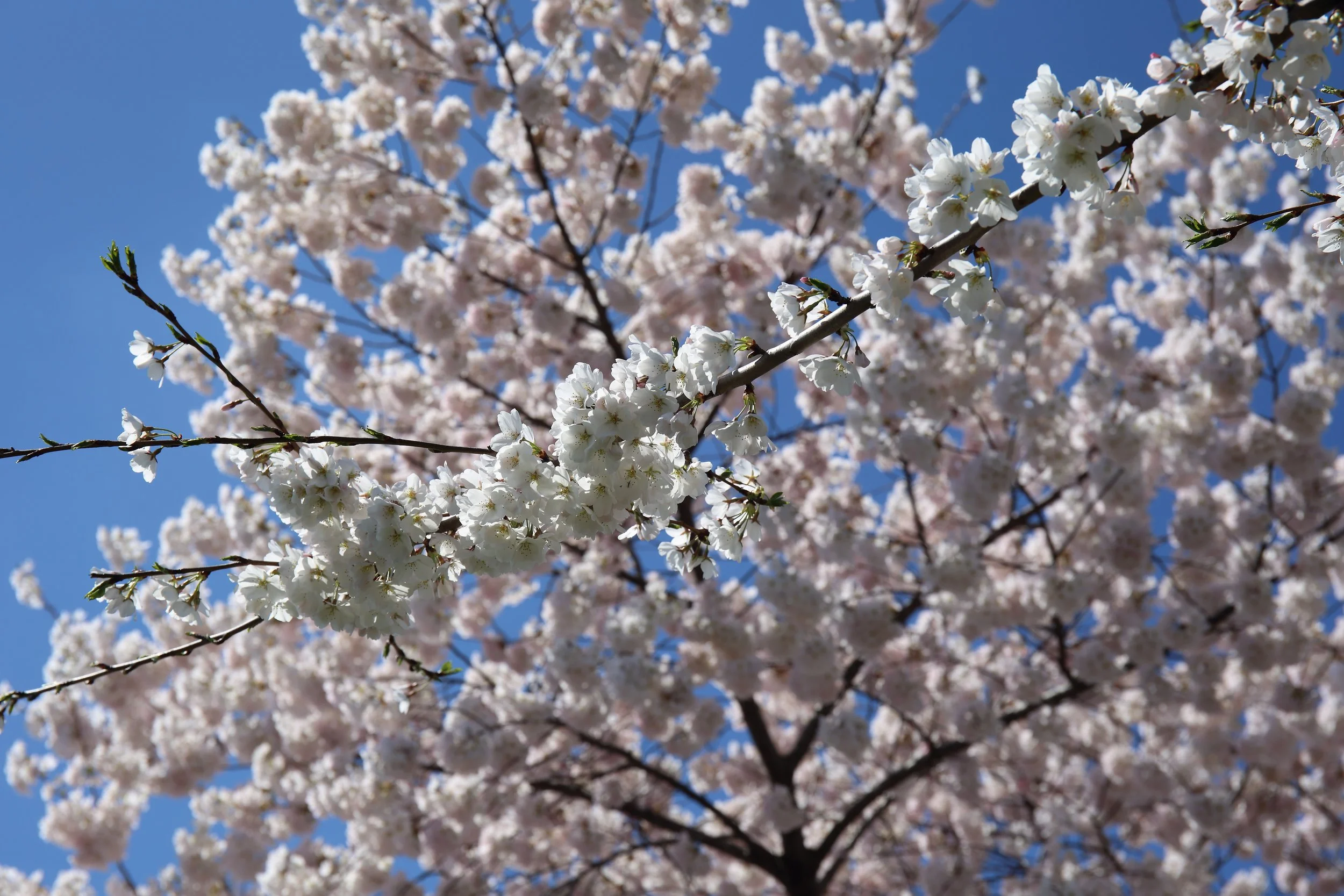 Cherry Blossom Festival050.jpeg