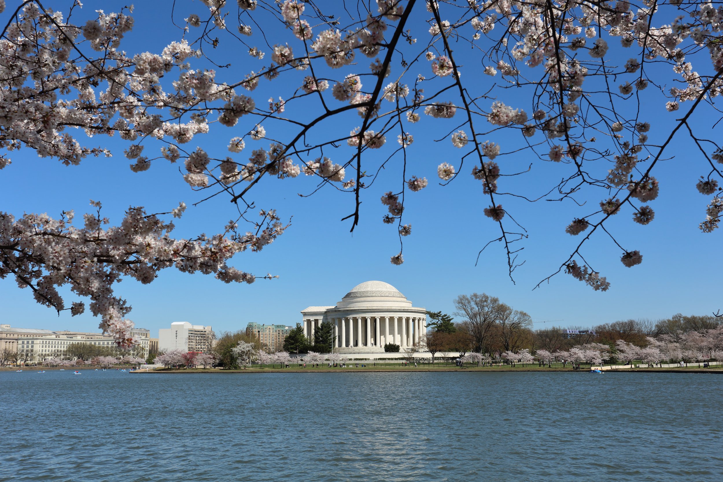 Cherry Blossoms at The Tidal Basin In DC