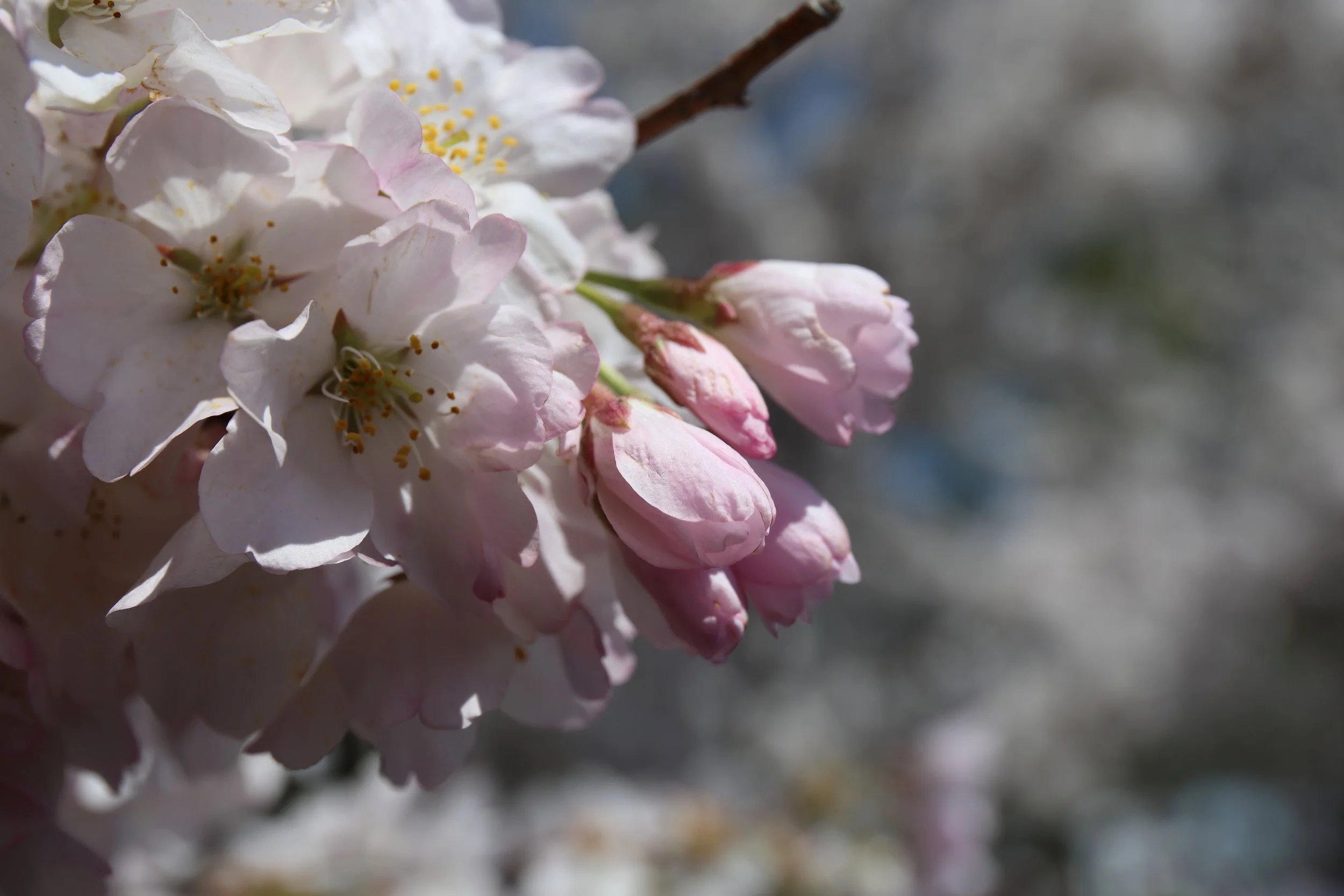 Cherry Blossom Festival134.jpeg