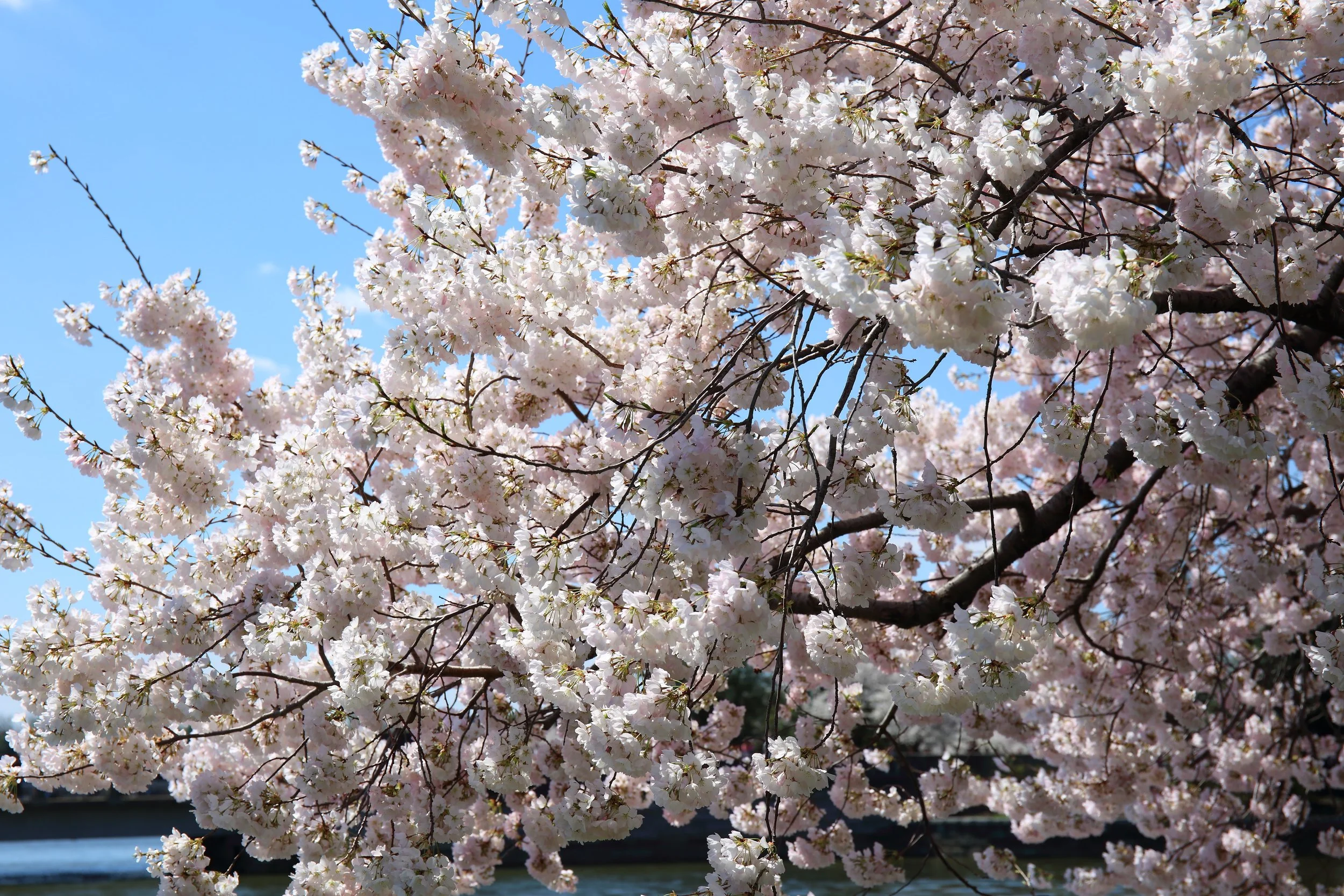 Cherry Blossom Festival048.jpeg