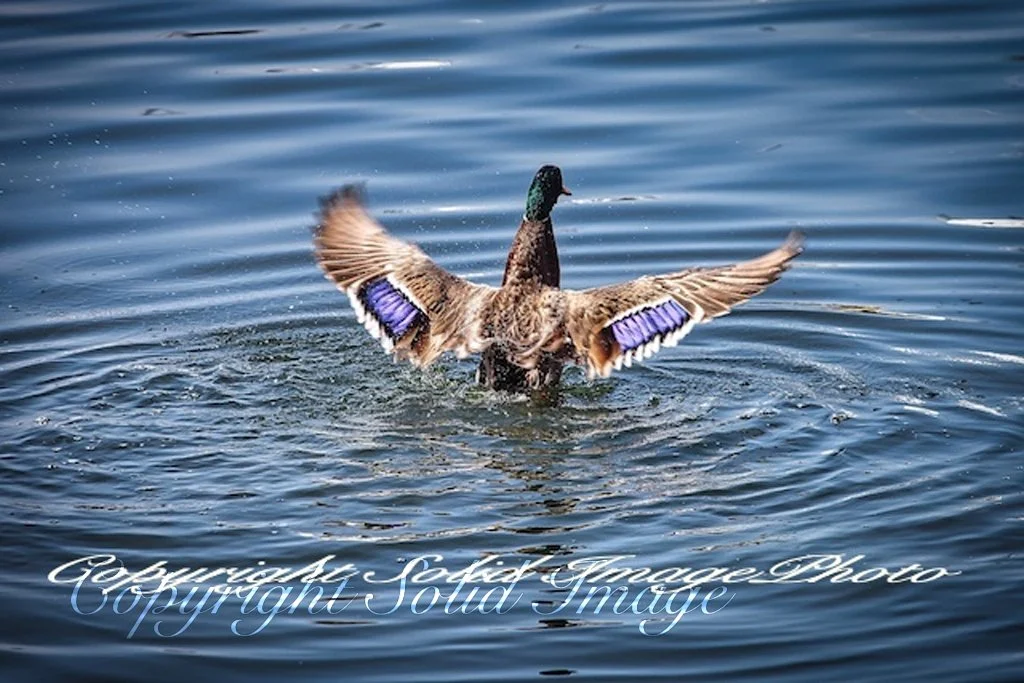 Duck spreading wings.jpg