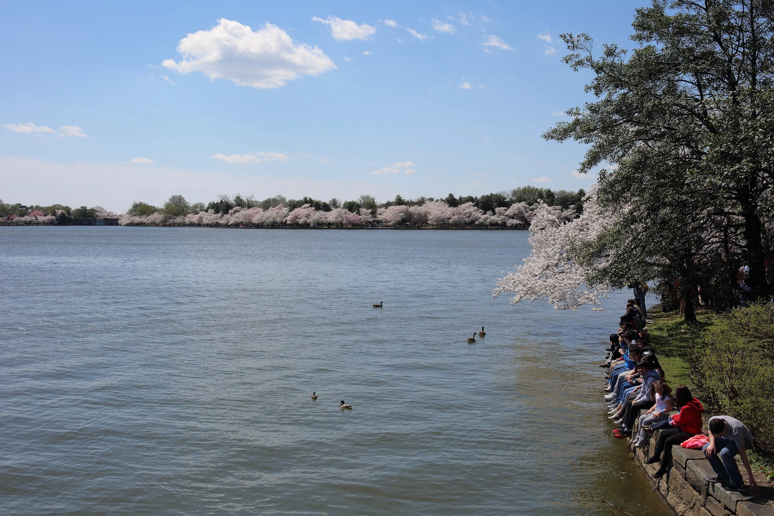 Cherry Blossom Festival079.jpeg