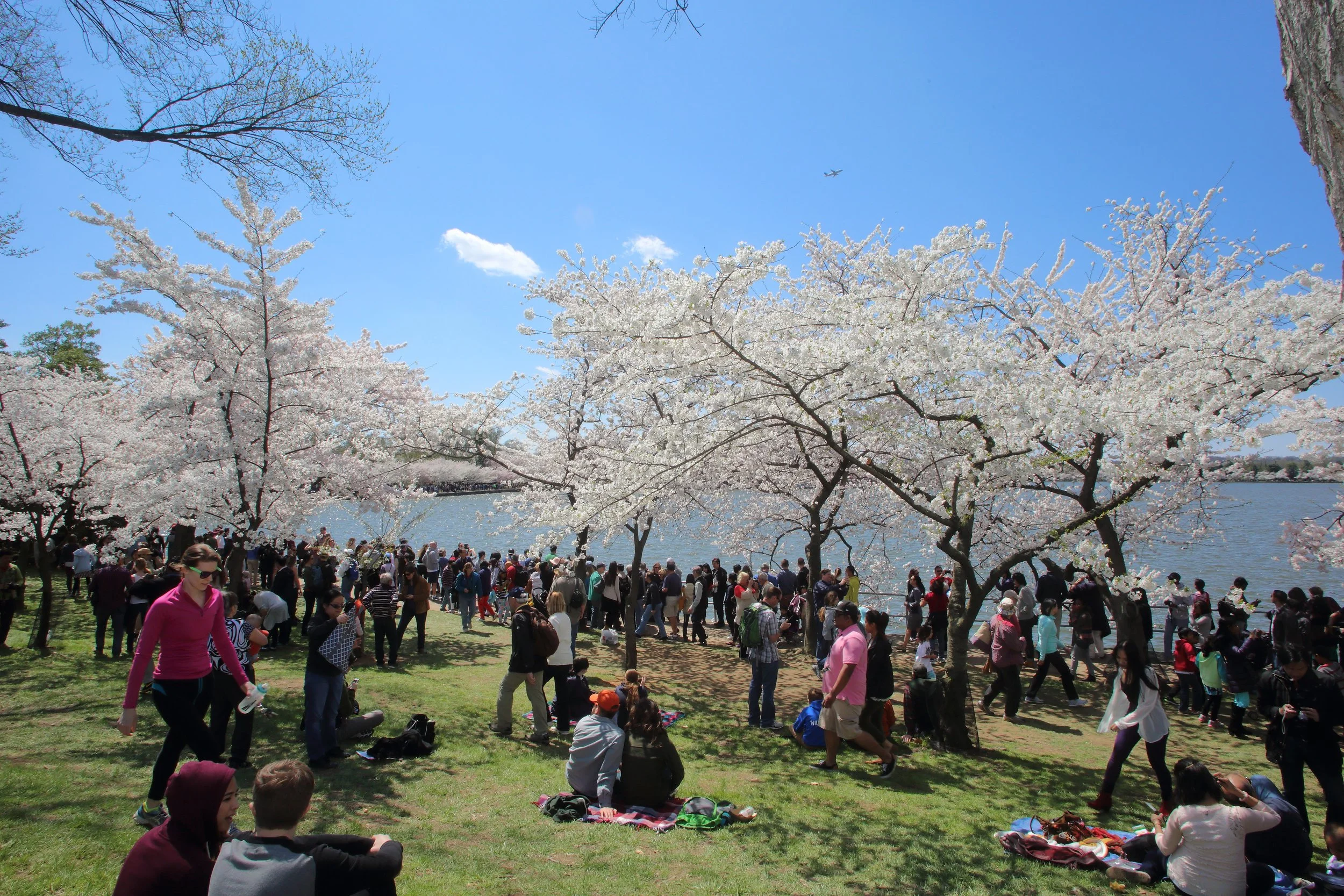 Cherry Blossom Festival149.jpeg