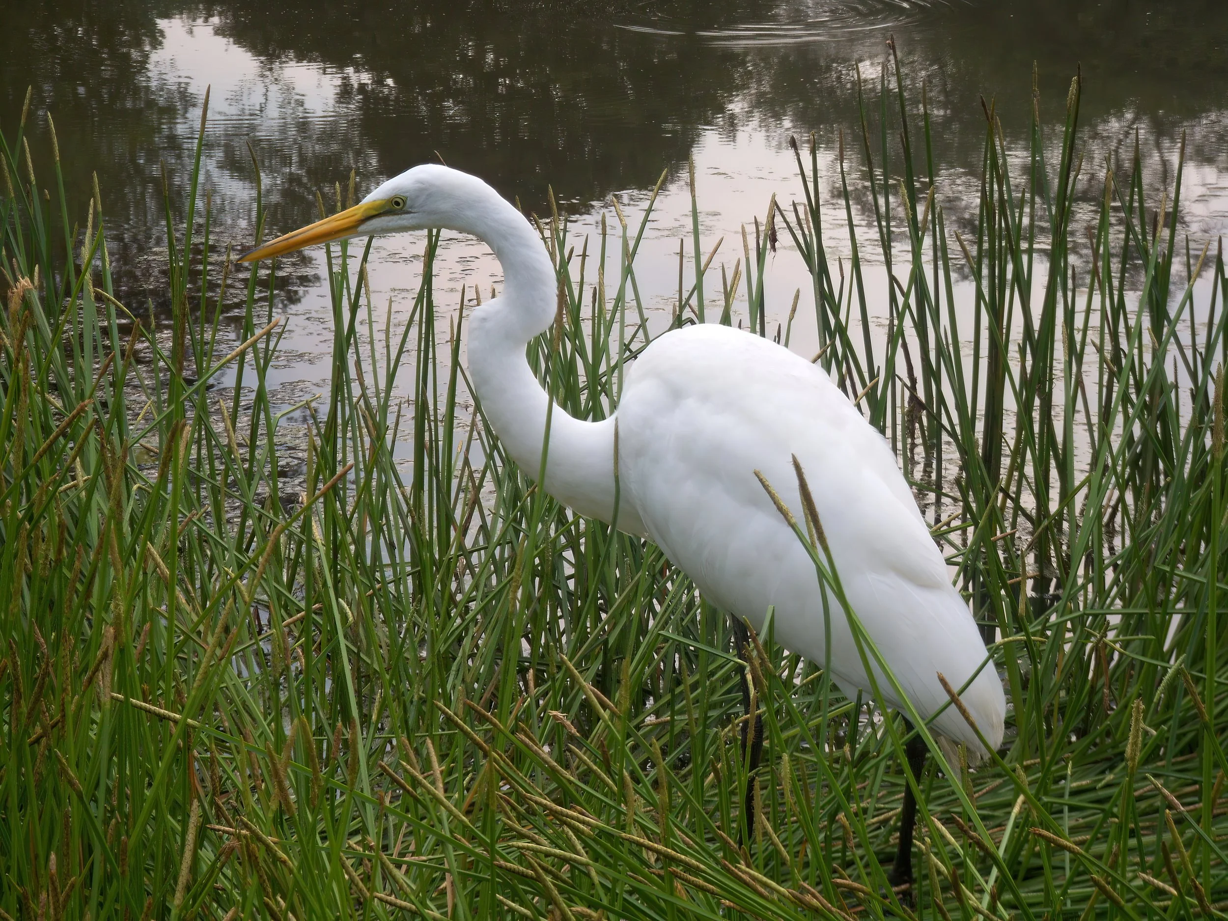 A white heron standing among green reeds by a body of water.