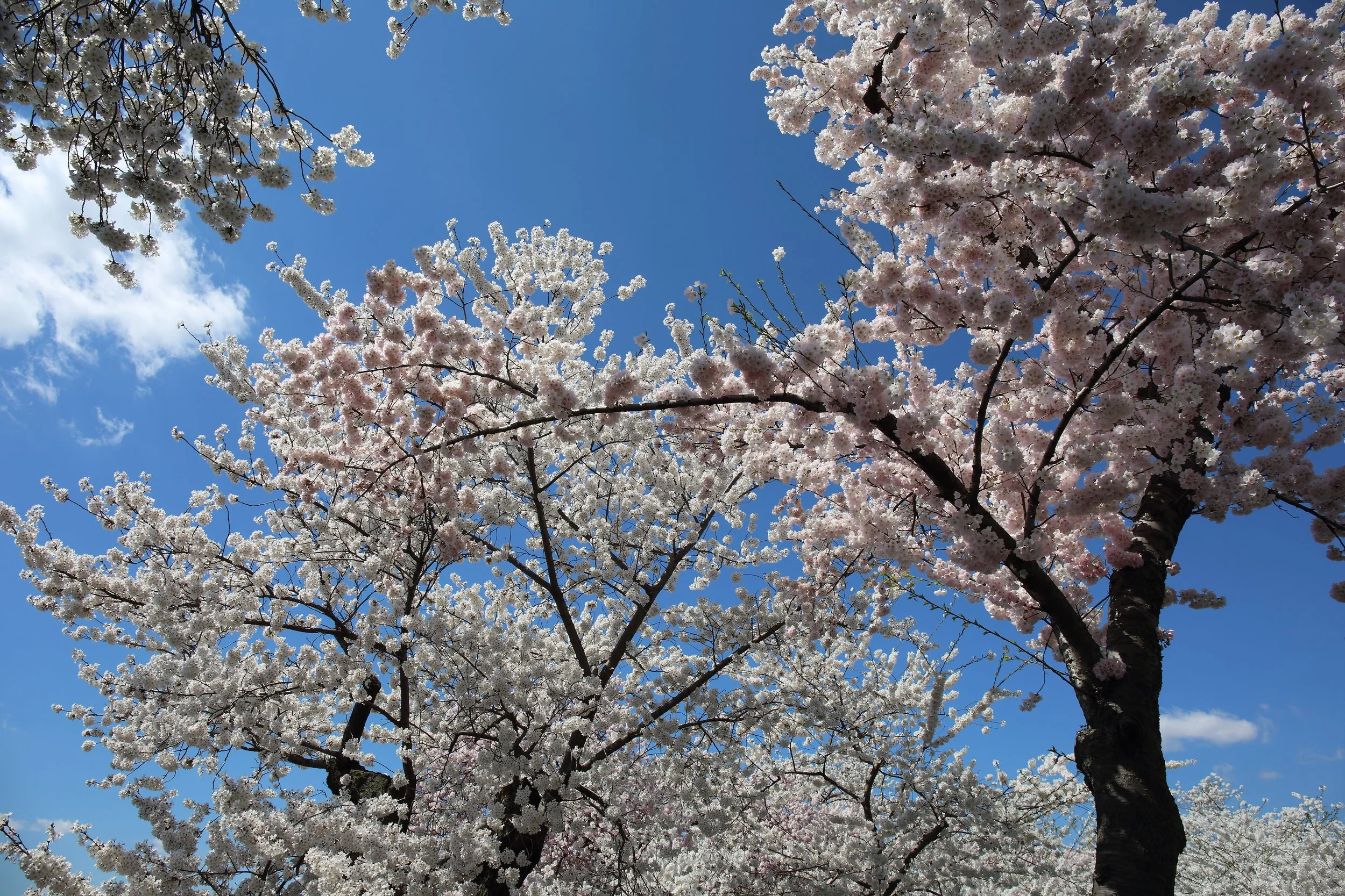 Cherry Blossom Festival130.jpeg