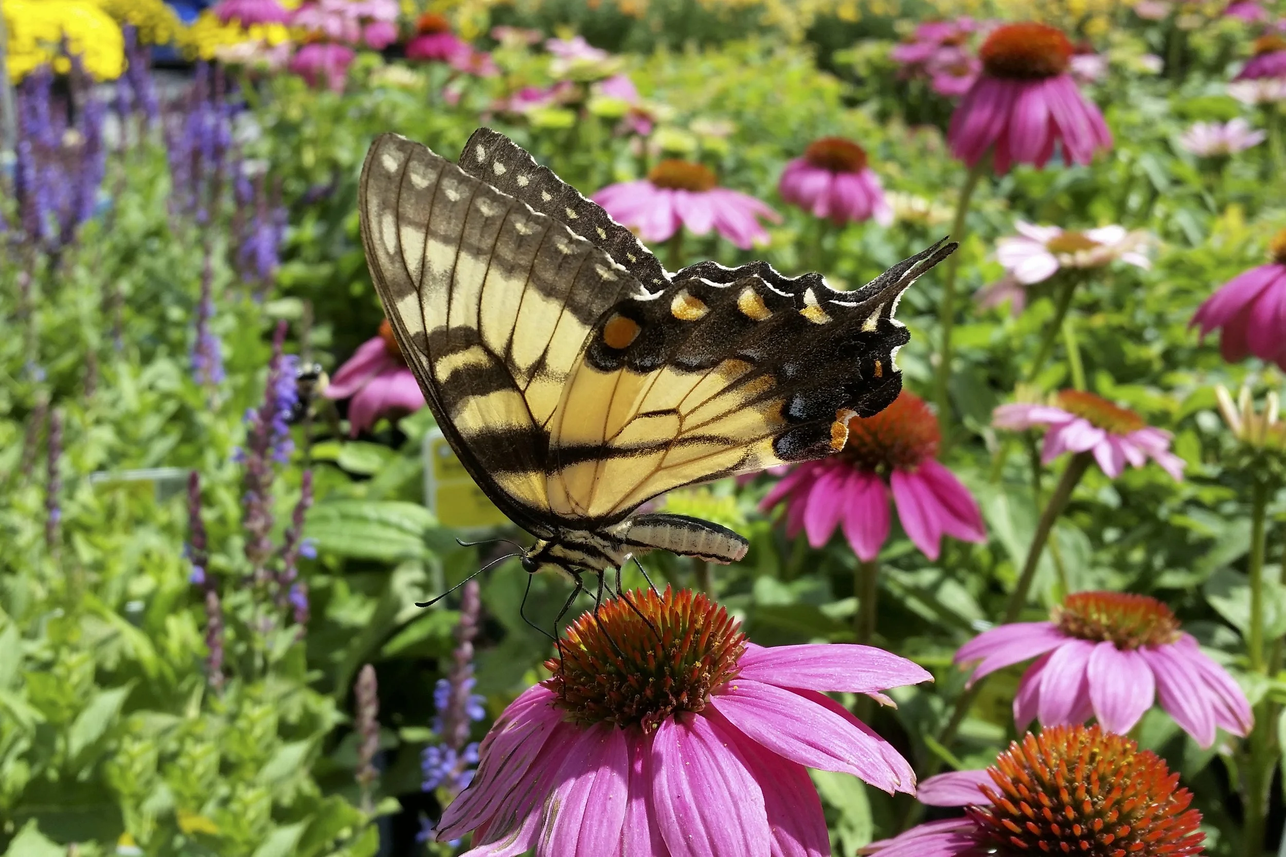 Yellow Butterfly.jpg