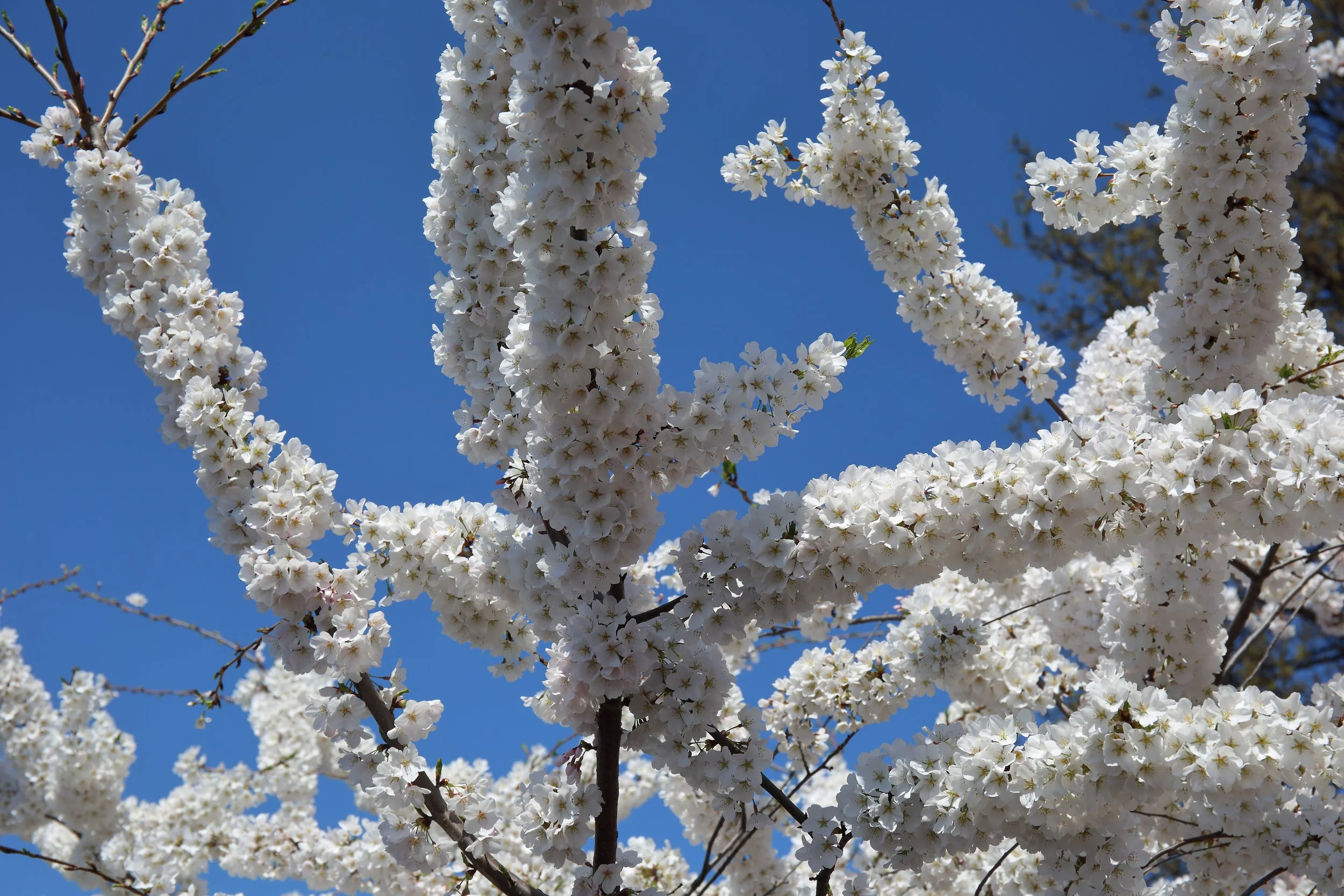 Cherry Blossom Festival096.jpeg