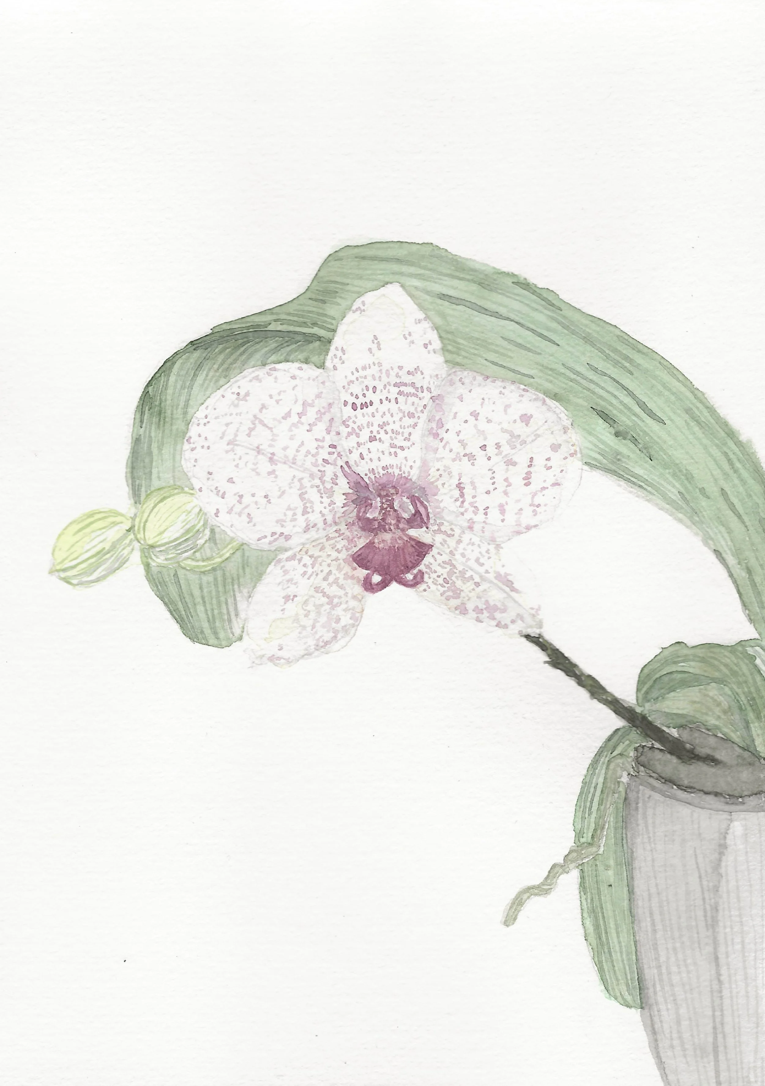 033_Orchidée.jpg (copie)