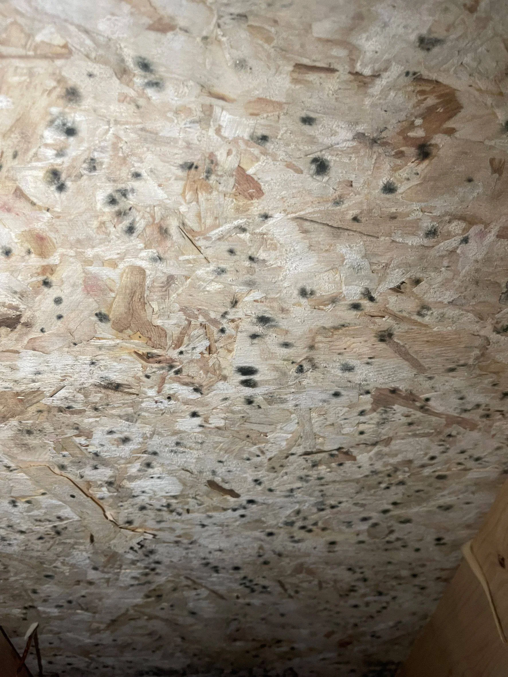 Mold growth on OSB