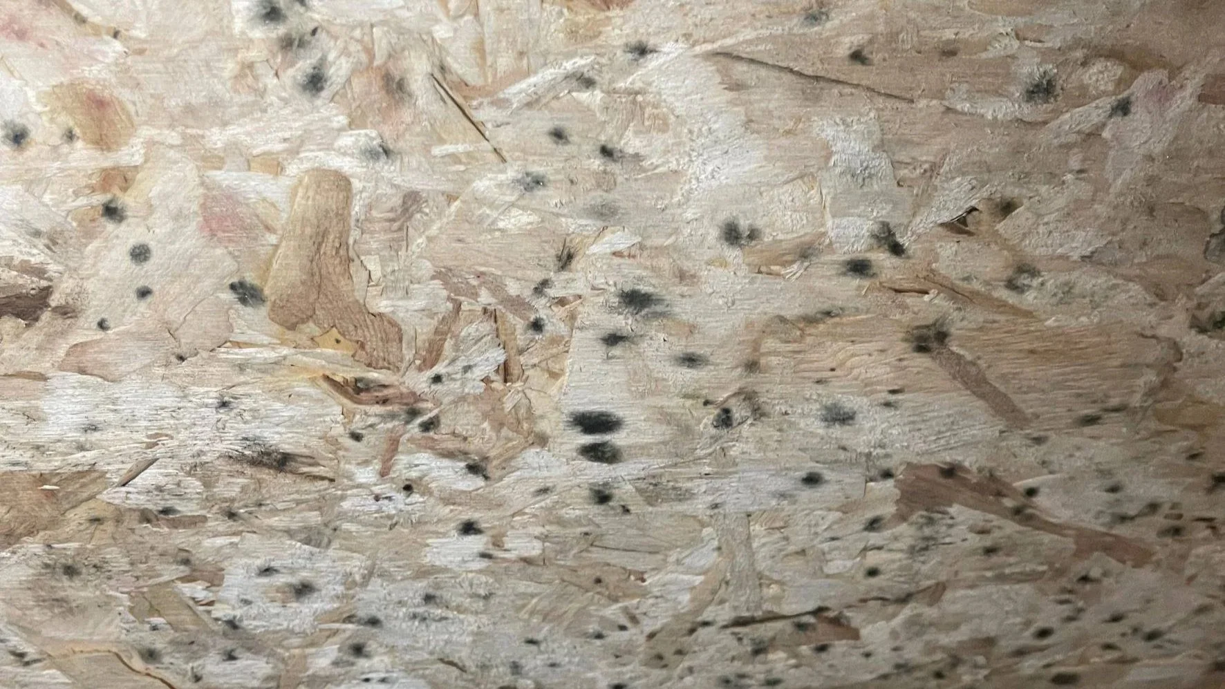 mold growth on osb