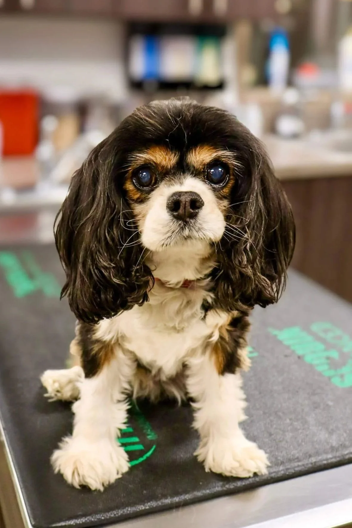 A small black, white, and brown Cavalier King Charles Spaniel puppy sitting on a black examination table, looking directly at the camera with a blurred veterinary clinic background.