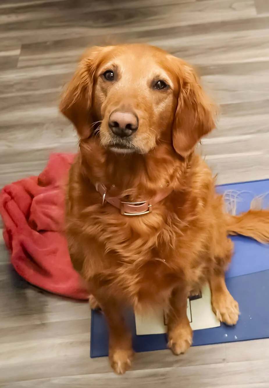 A friendly golden retriever dog sitting indoors on a blue platform with a red blanket behind it and a wood floor in the background.