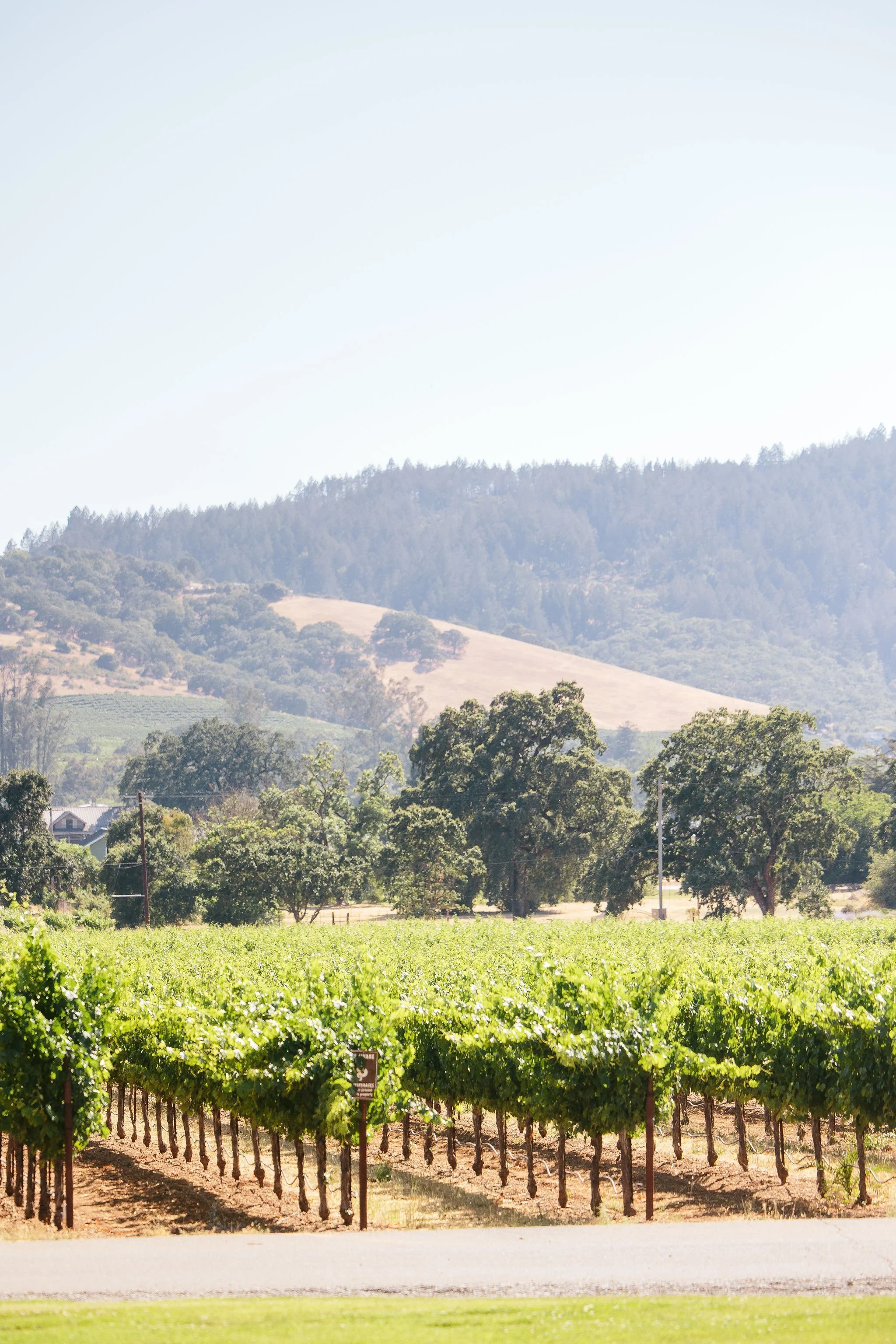NicodemCreative-SonomaValleyWedding-028.JPG
