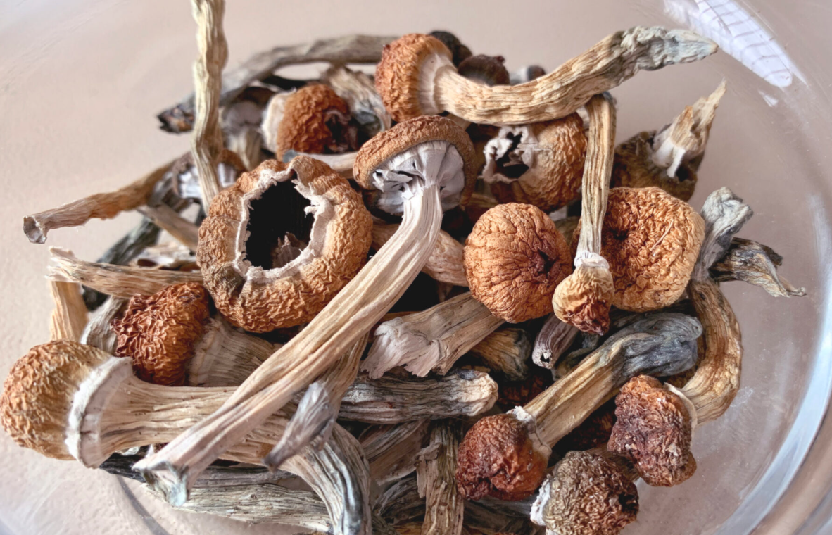 Oregon Is in Danger of Pricing Psilocybin Back Underground