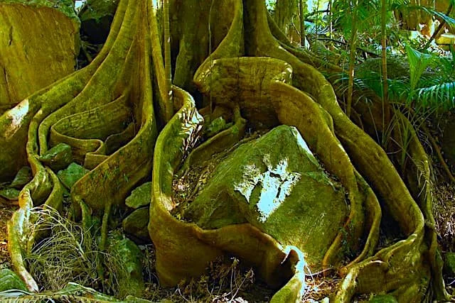 tree trunk with exposed mossy roots