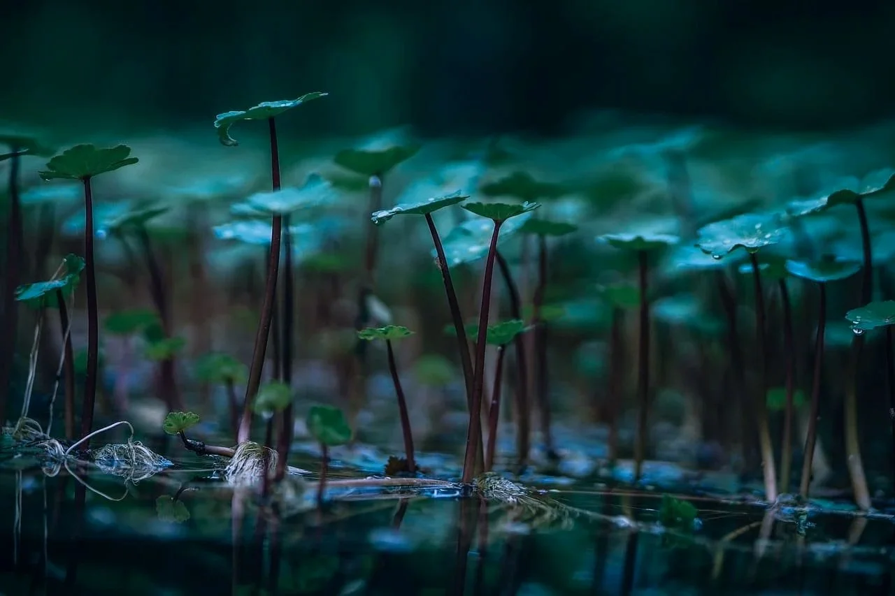 little green plants growing out of still water
