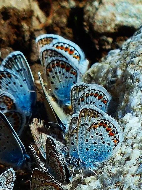 Multiple blue butterflies with black, orange, and white spots on rocks.