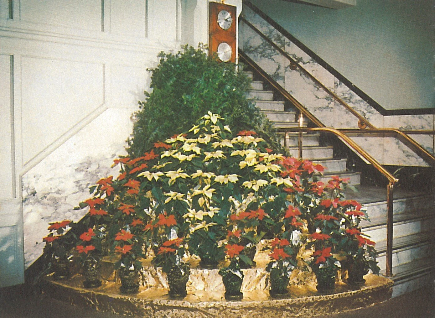 Color photo of a marble stairwell with a chirstmas tree shaped out of potted poinsettias 