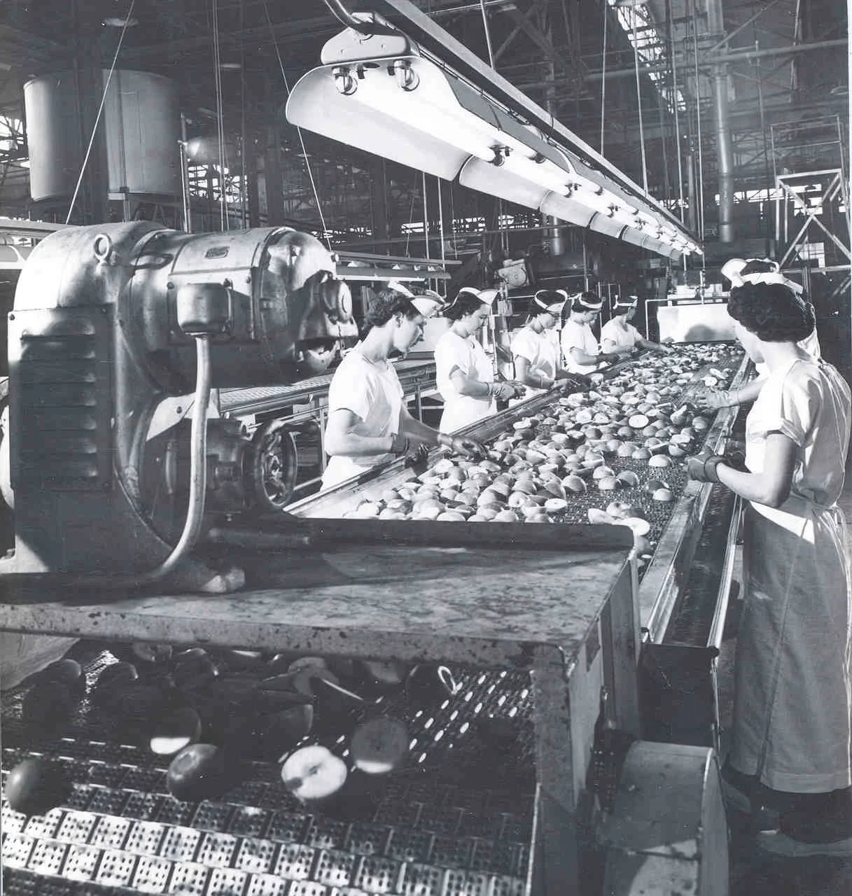 Black and white photo of women standing at a conveyor line processing sliced apples