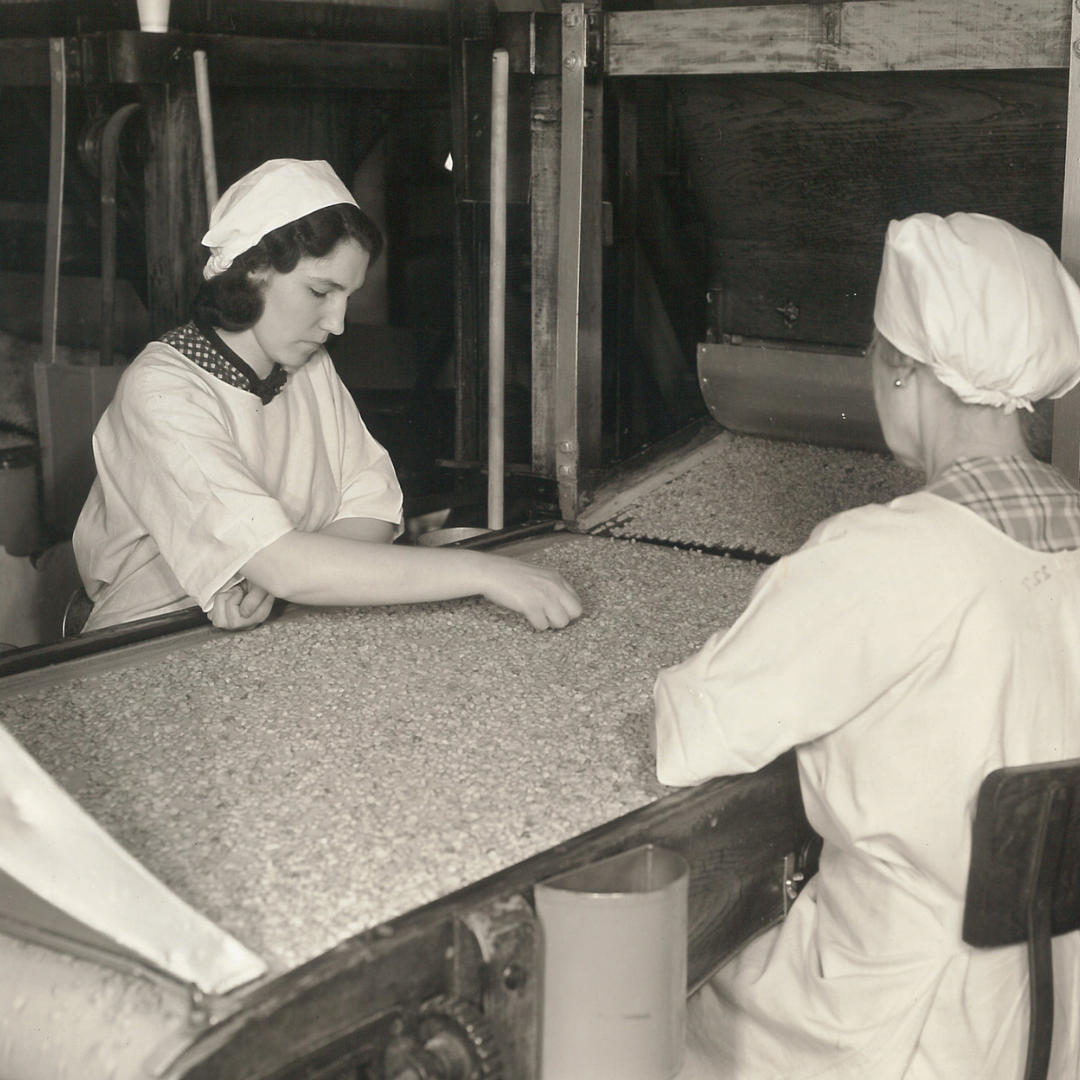Black and white photo of two women sitting at a table picking out bad peanuts. 