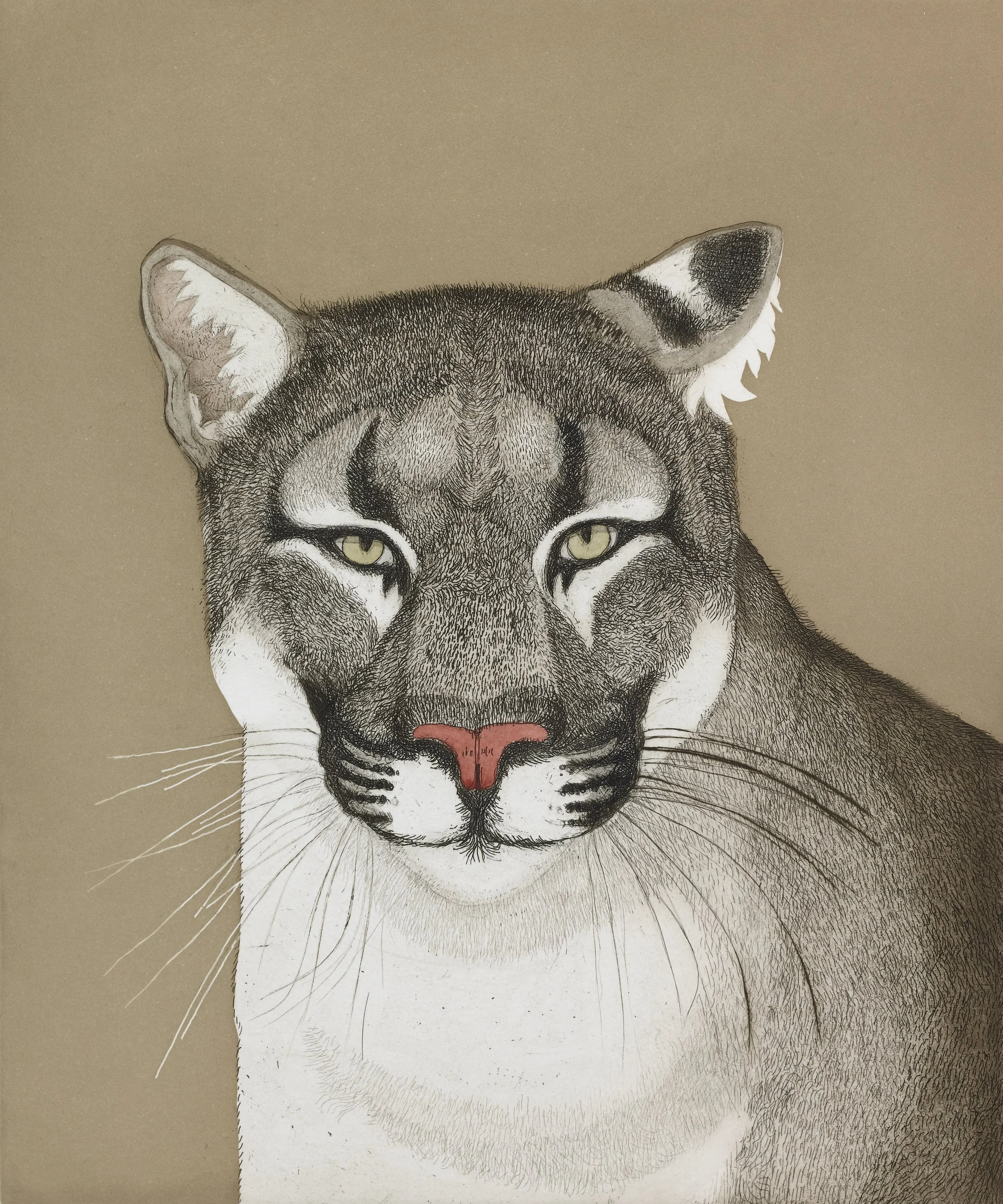 Etching of a mountain lion. 