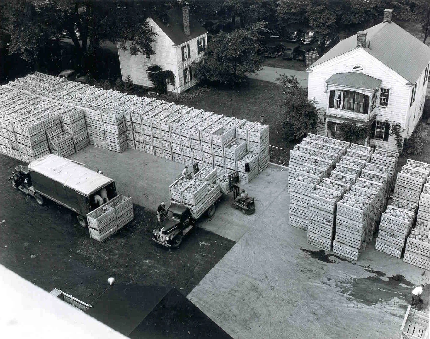 Black and white photo of stancks and stacks of crates of squash with a truck delivering more. A man uses a forklift to remove the crates from the truck. 