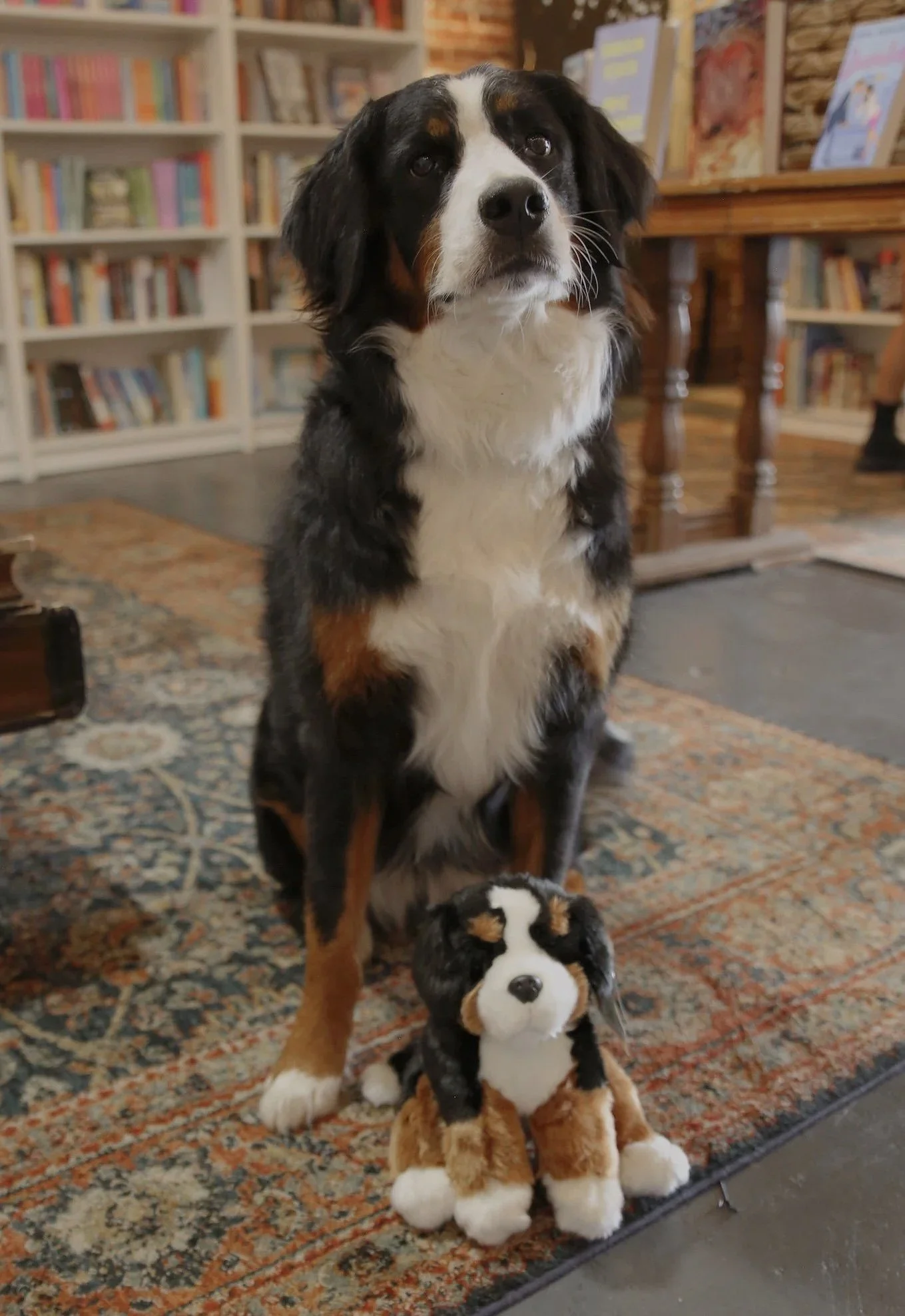 A large Bernese mountain dog sitting on a decorative rug with a stuffed Bernese mountain dog toy in front of it, inside a room with bookshelves and a table in the background.