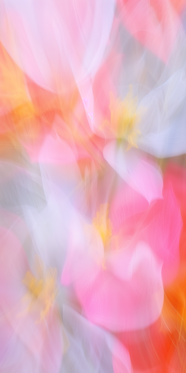 Dreamlike pastel iris flower with soft flowing colors and gentle light, symbolizing reflection and slow presence.