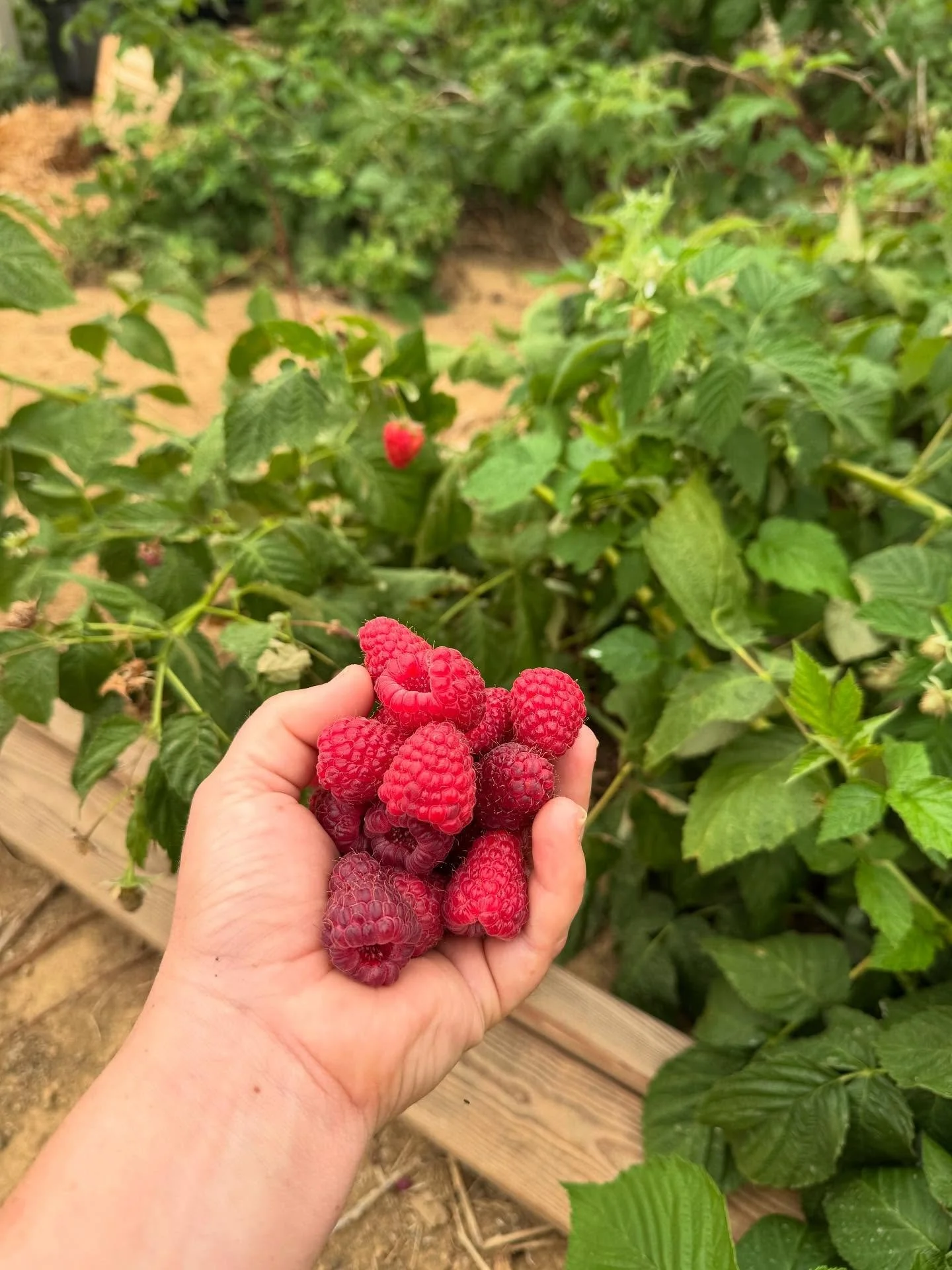 A hand holding a bunch of fresh red raspberries in front of raspberry plants.