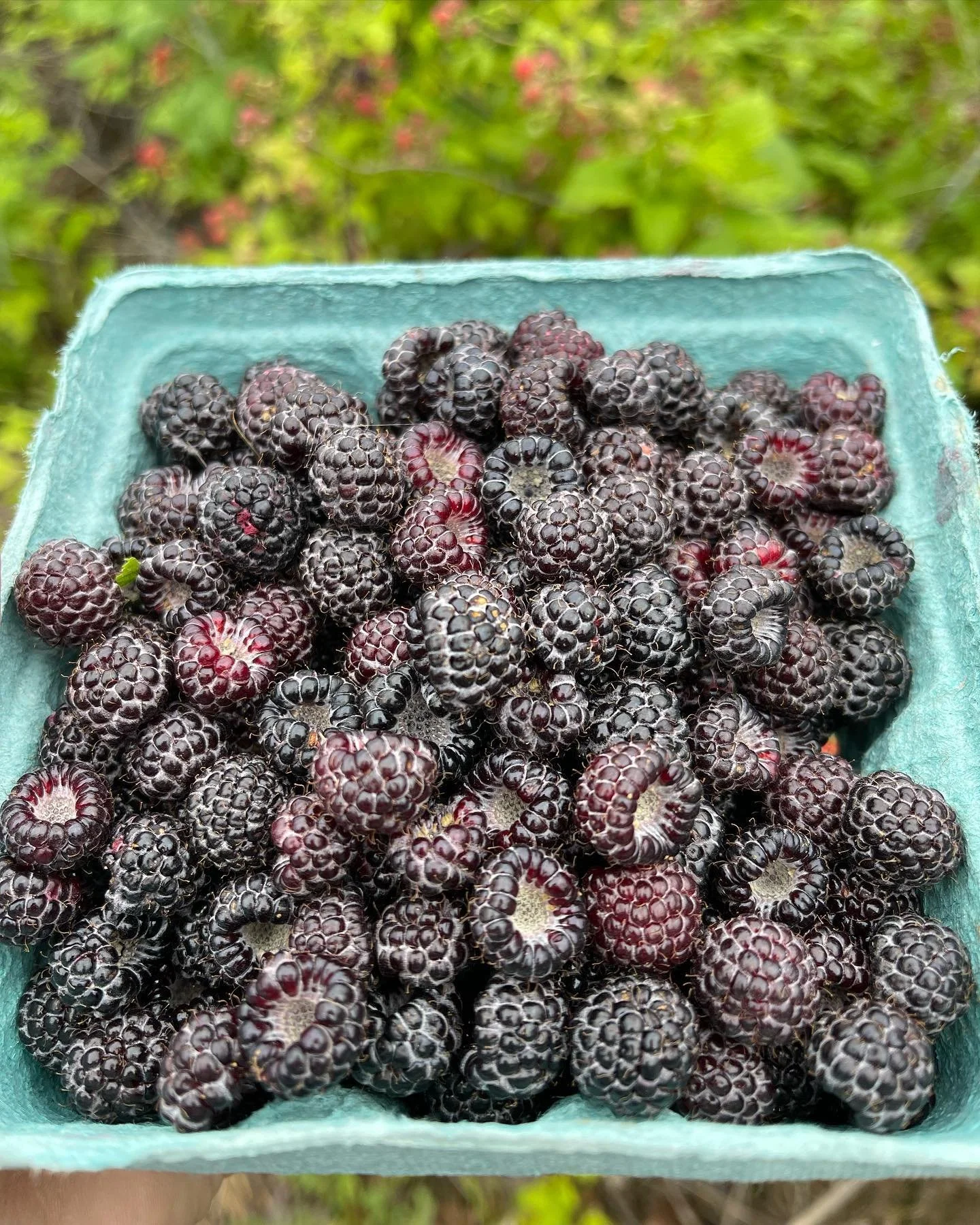 A close-up of a container filled with ripe black raspberries.