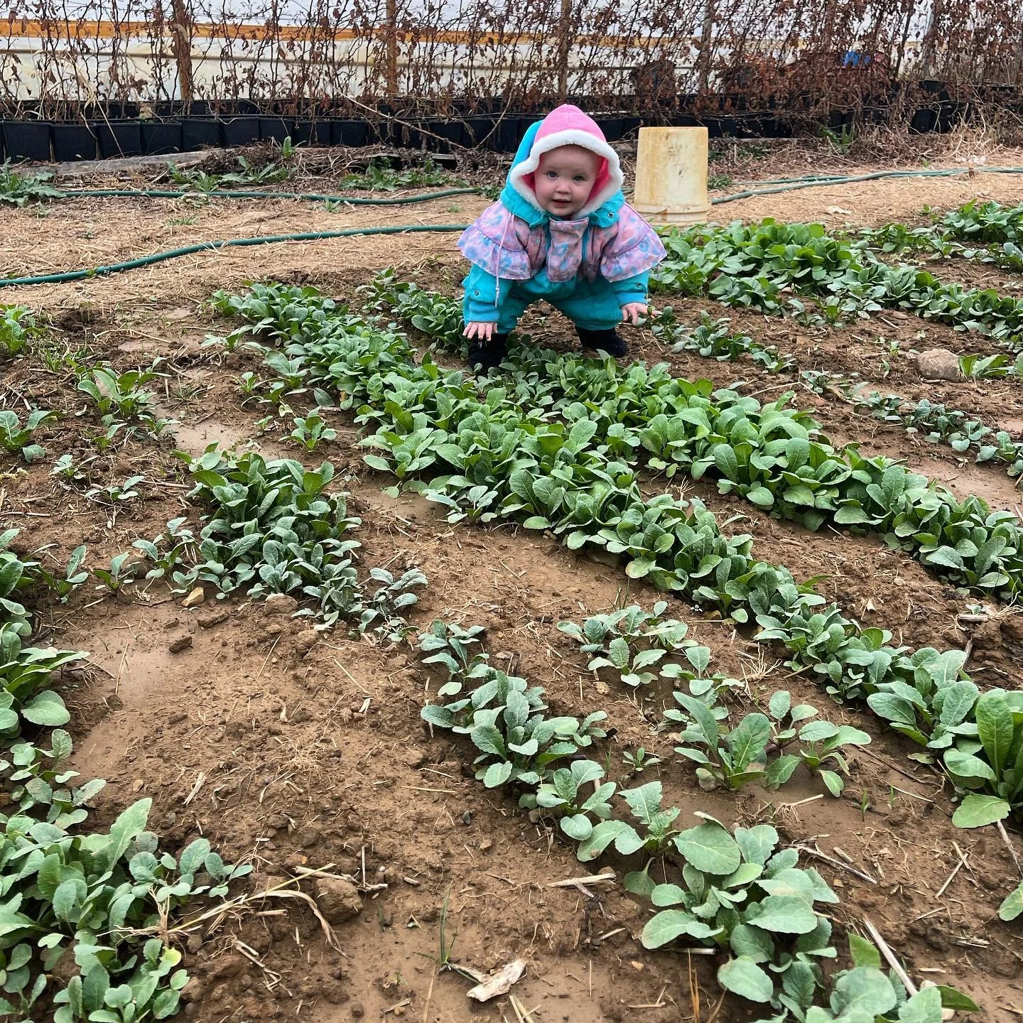 A young child crawling near plants at Ebenhack farm.