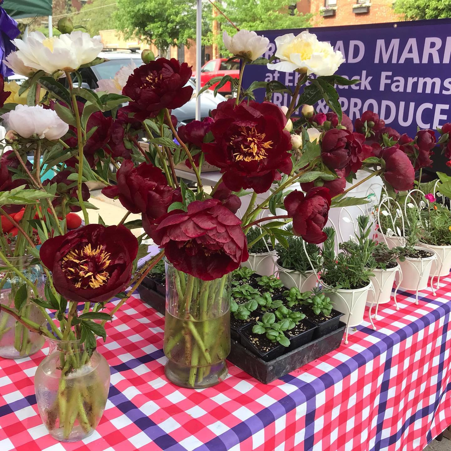 Vases with white and dark red peonies and small potted herbs on a red and white checkered table at an outdoor market.