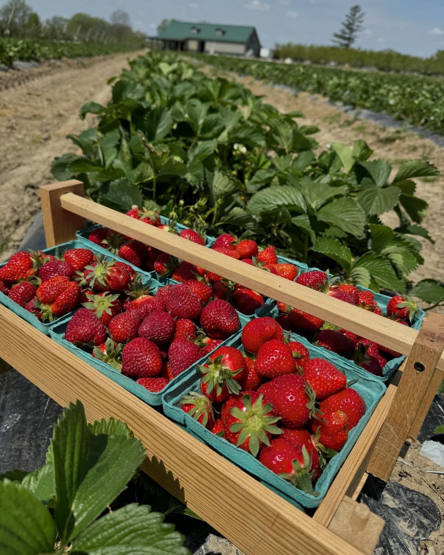 Fresh produce in wooden crates.