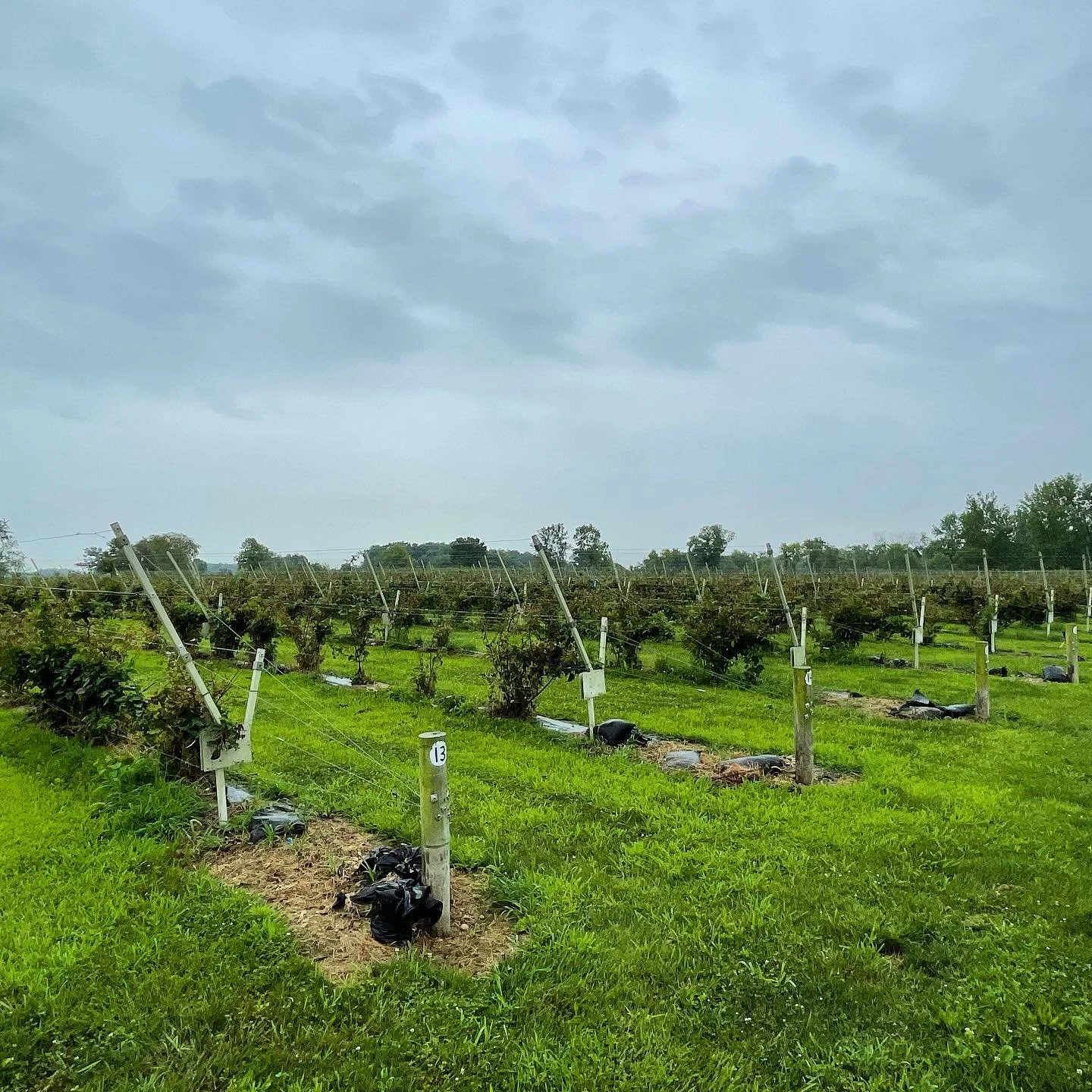 Rows of grapevines with green grass and a cloudy blue ski