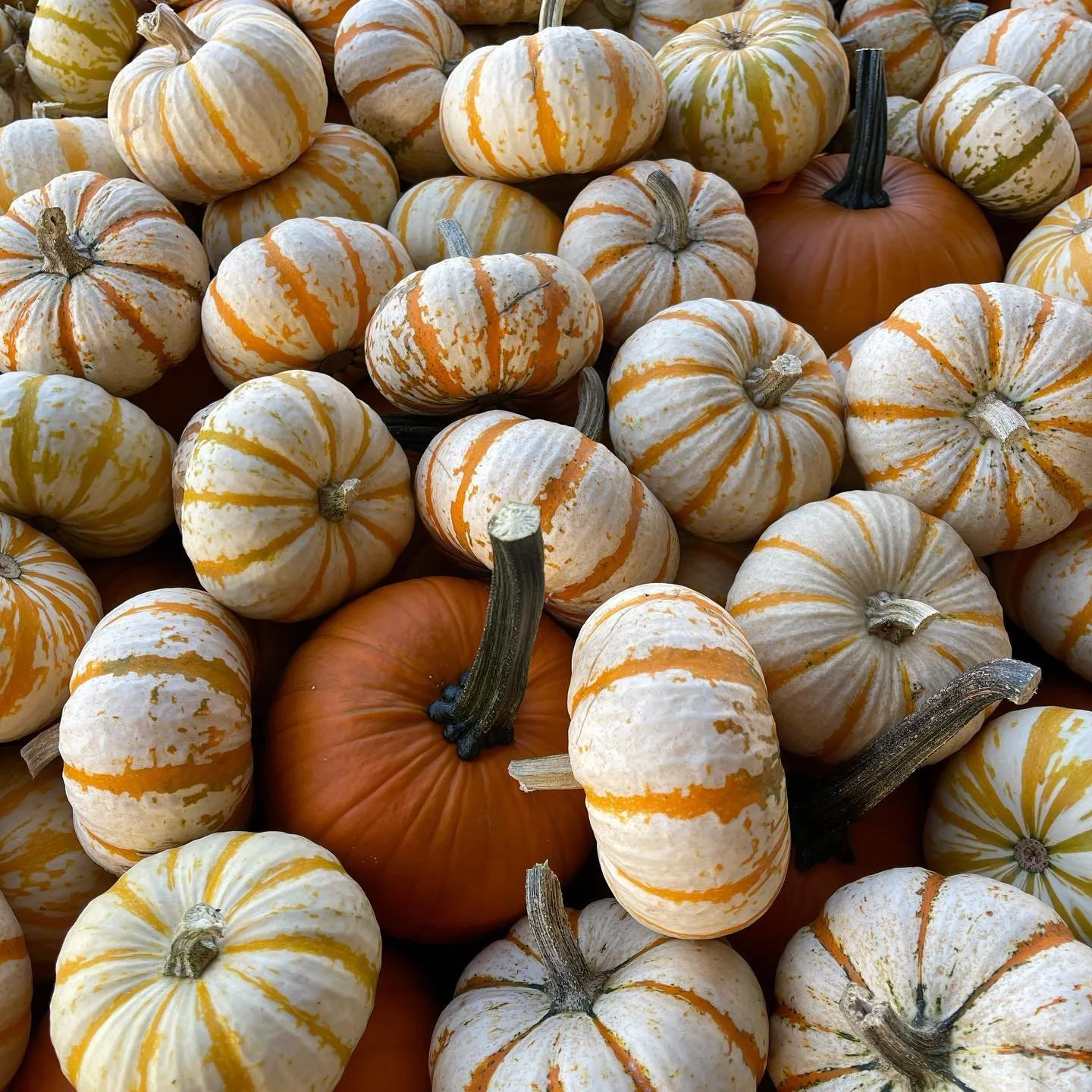 A variety of small white pumpkins with orange and green streaks, and some larger orange pumpkins with dark green stems.