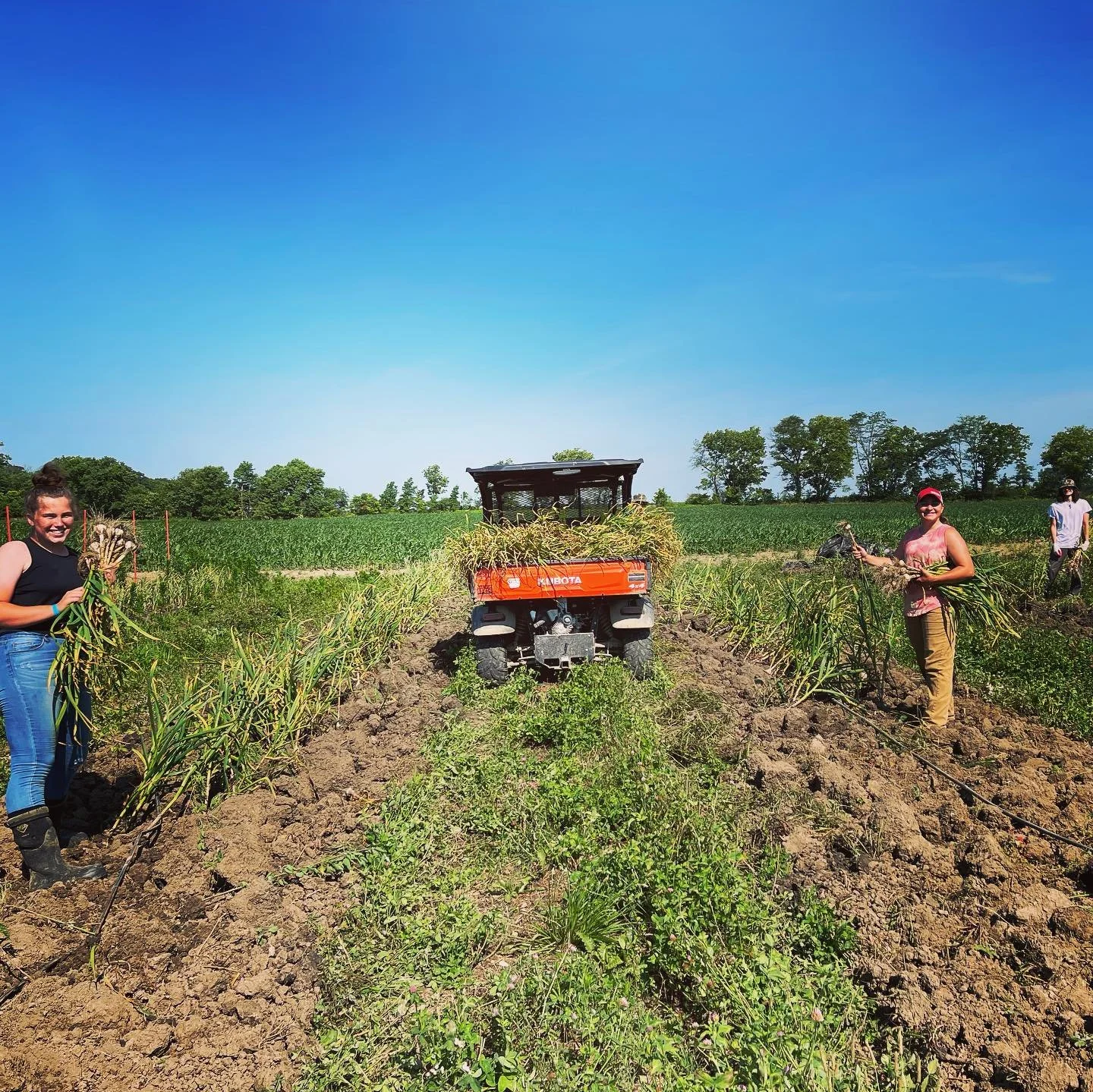 People harvesting crops in a field with a small orange utility vehicle and a clear blue sky.