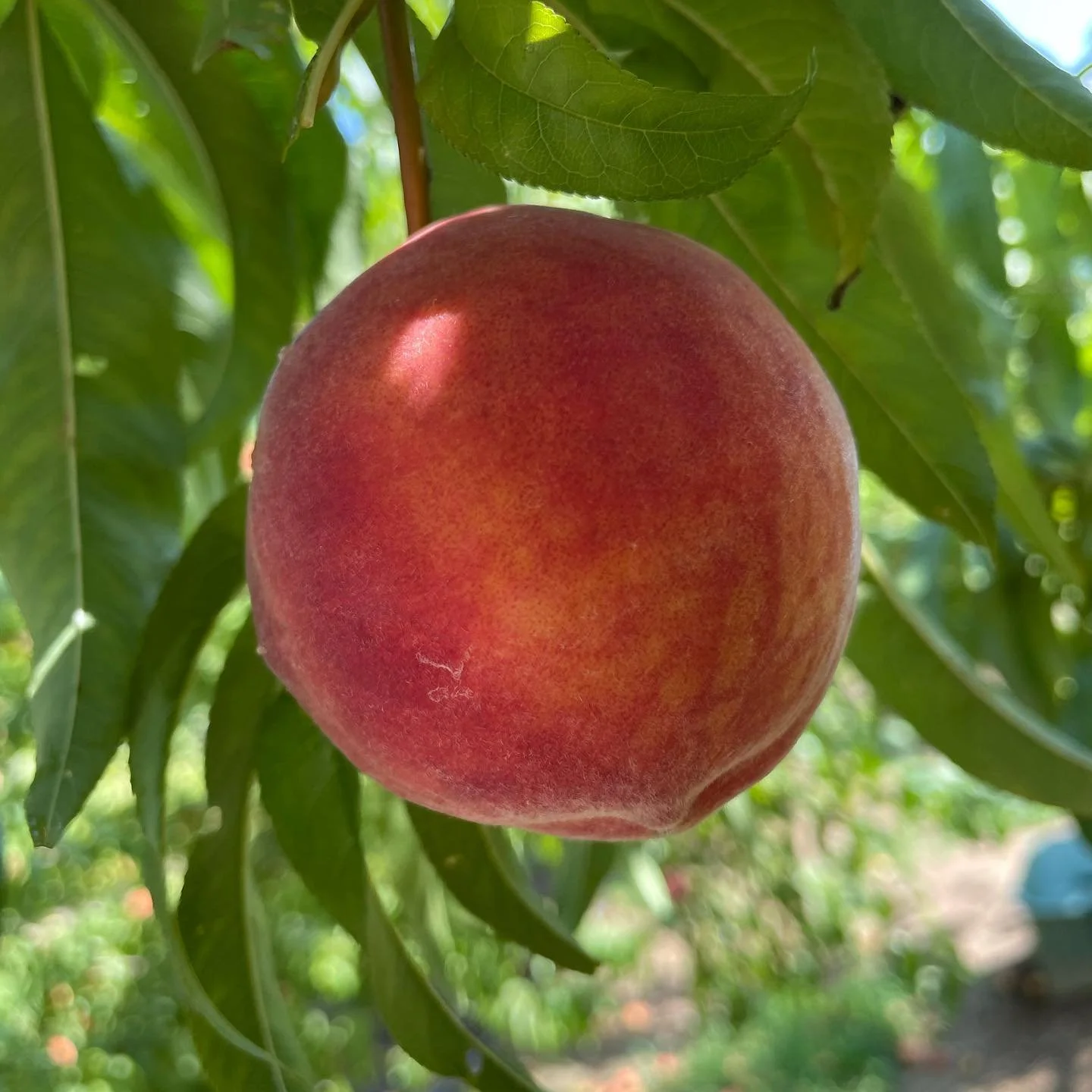Close-up of a ripe peach hanging on a tree with green leaves, sunlight filtering through.