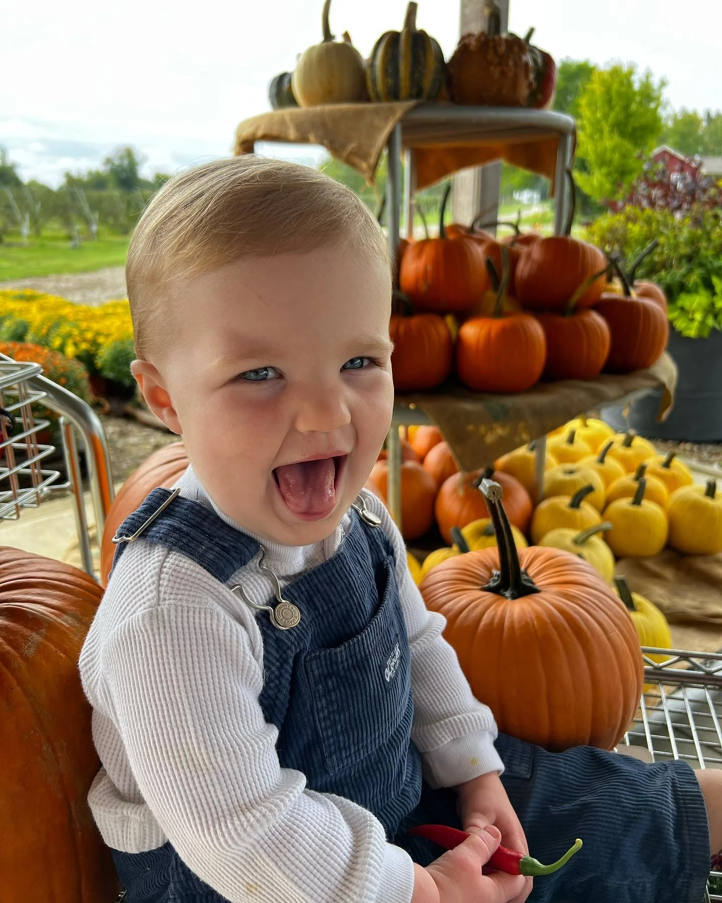 A young child sitting among by pumpkins at the farm market.