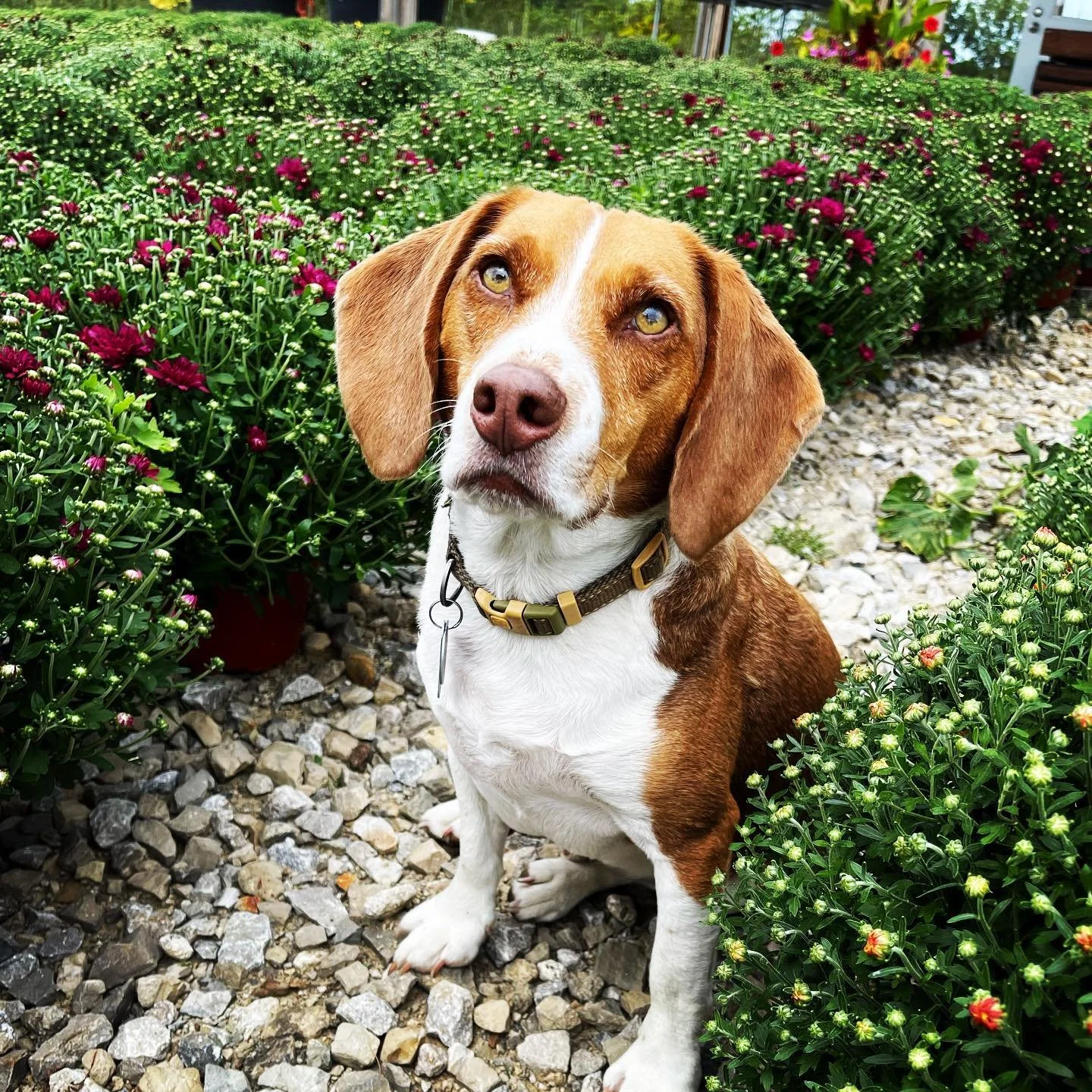 A beagle dog with brown, white, and black fur sitting on gravel path surrounded by green plants with pink and white flowers.