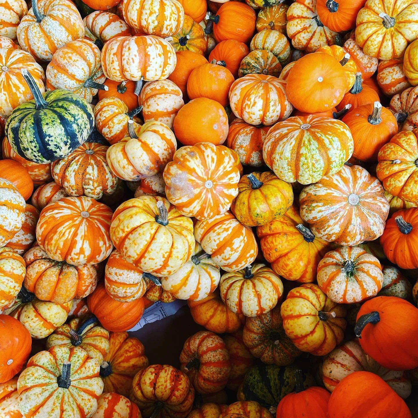 A large assortment of small pumpkins and gourds in various colors including orange, green, and white with orange stripes or speckles.