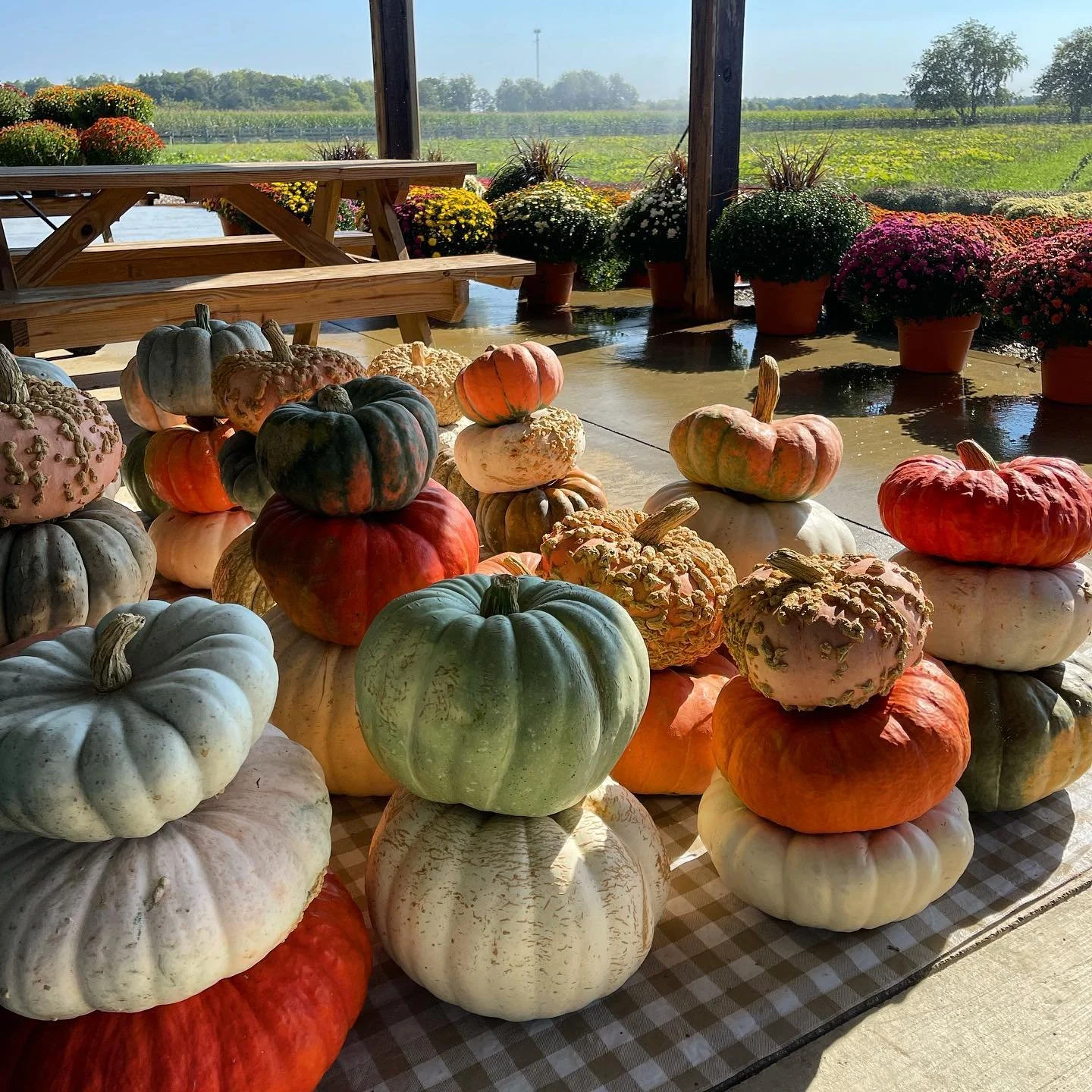 Gourds and decorative pumpkins displayed outside at Ebenhack Farm & Market.