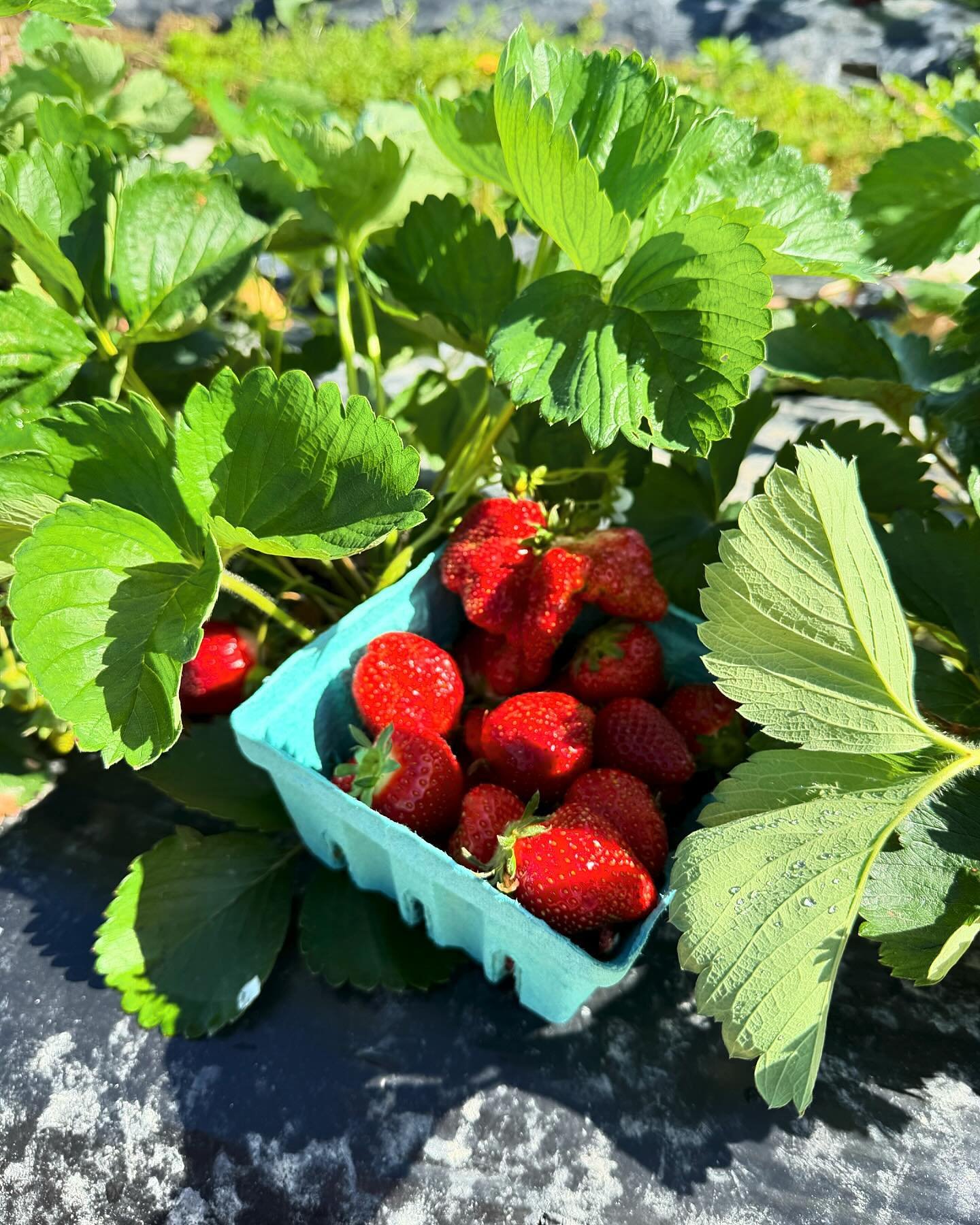 Fresh red strawberries in a light blue container in the strawberry patch at Ebenhack Farm.